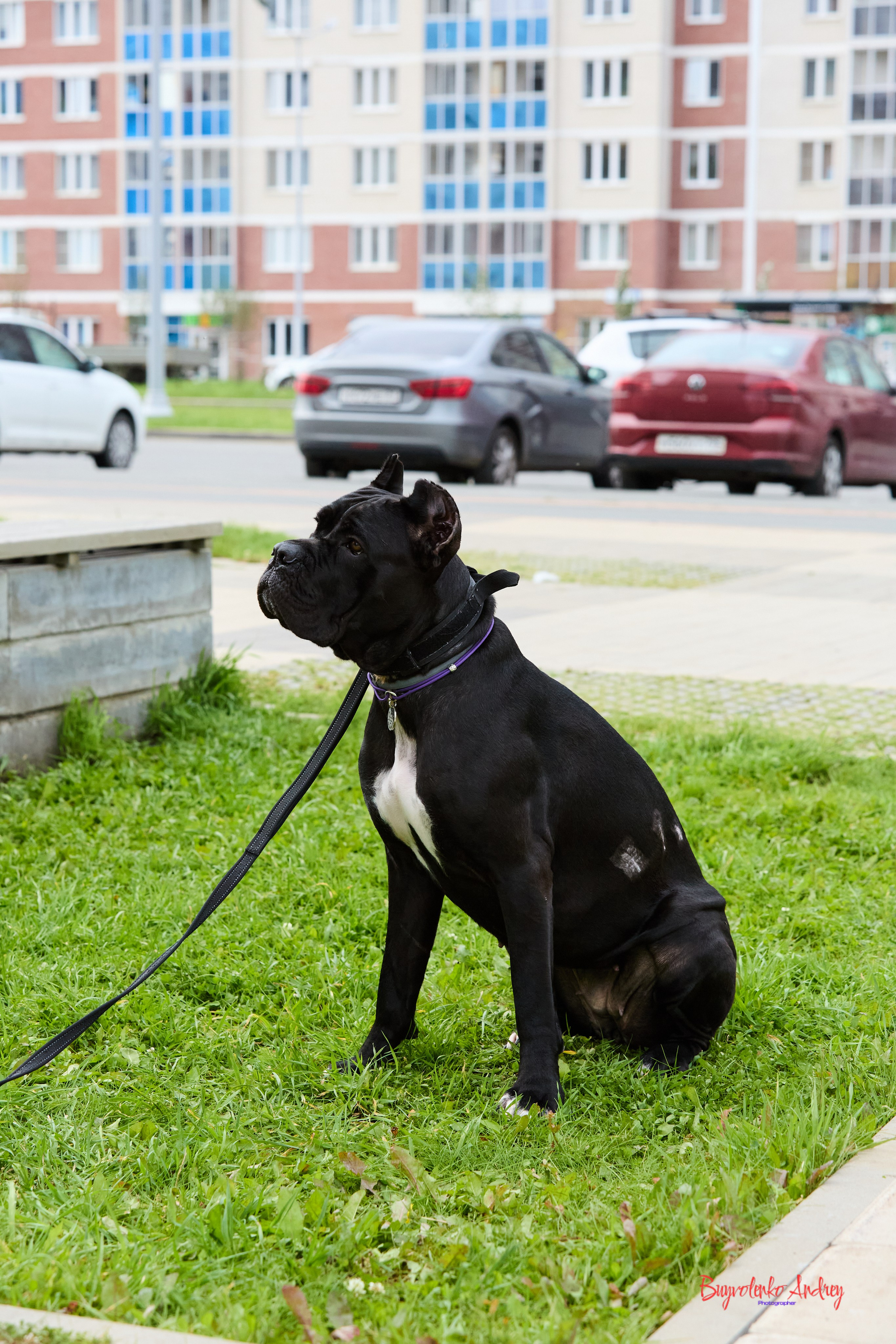 Проект фотопрогулка с хвостиком. Buyvolenko Andrey