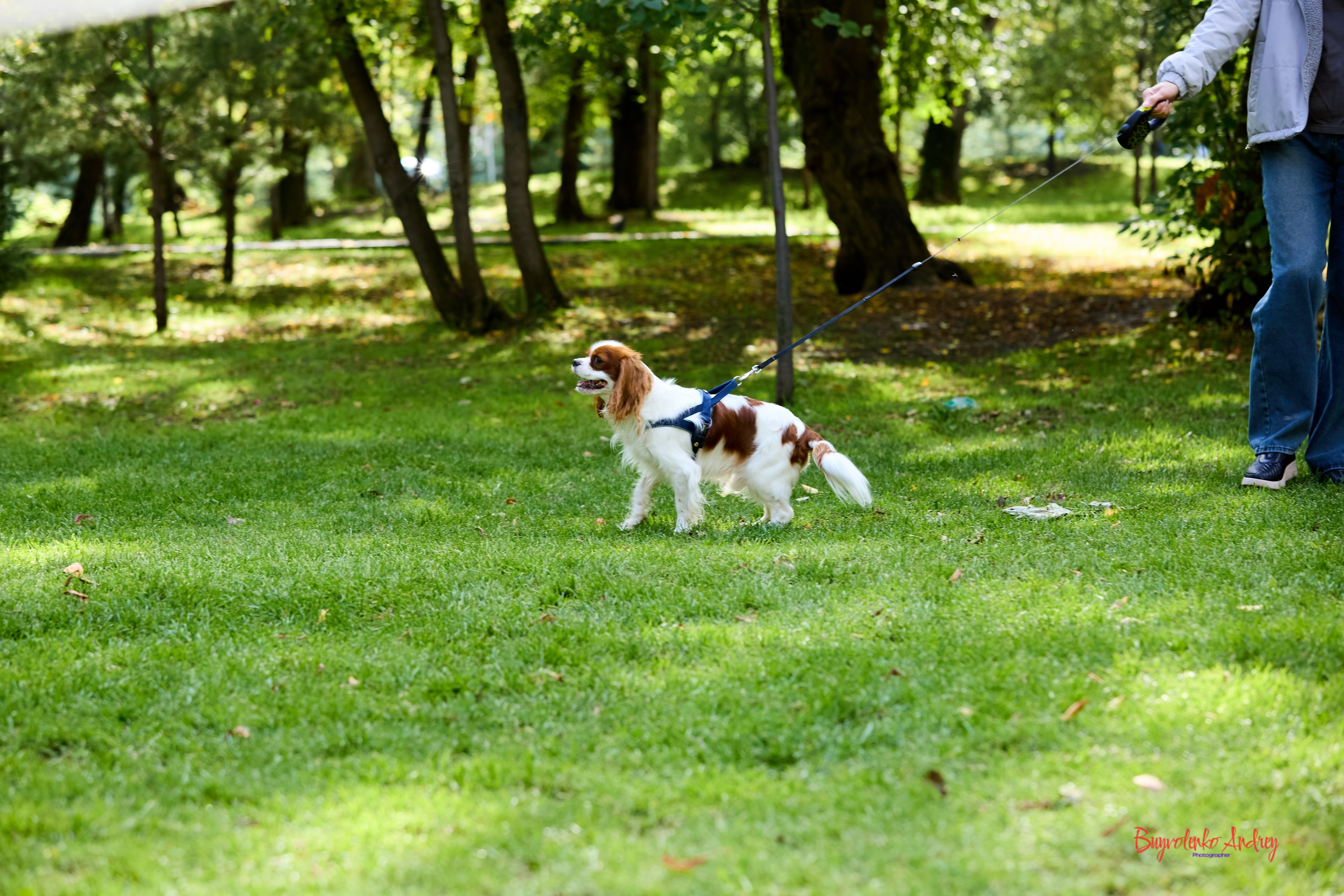 Фотопрогулка с кавалерами. Buyvolenko Andrey