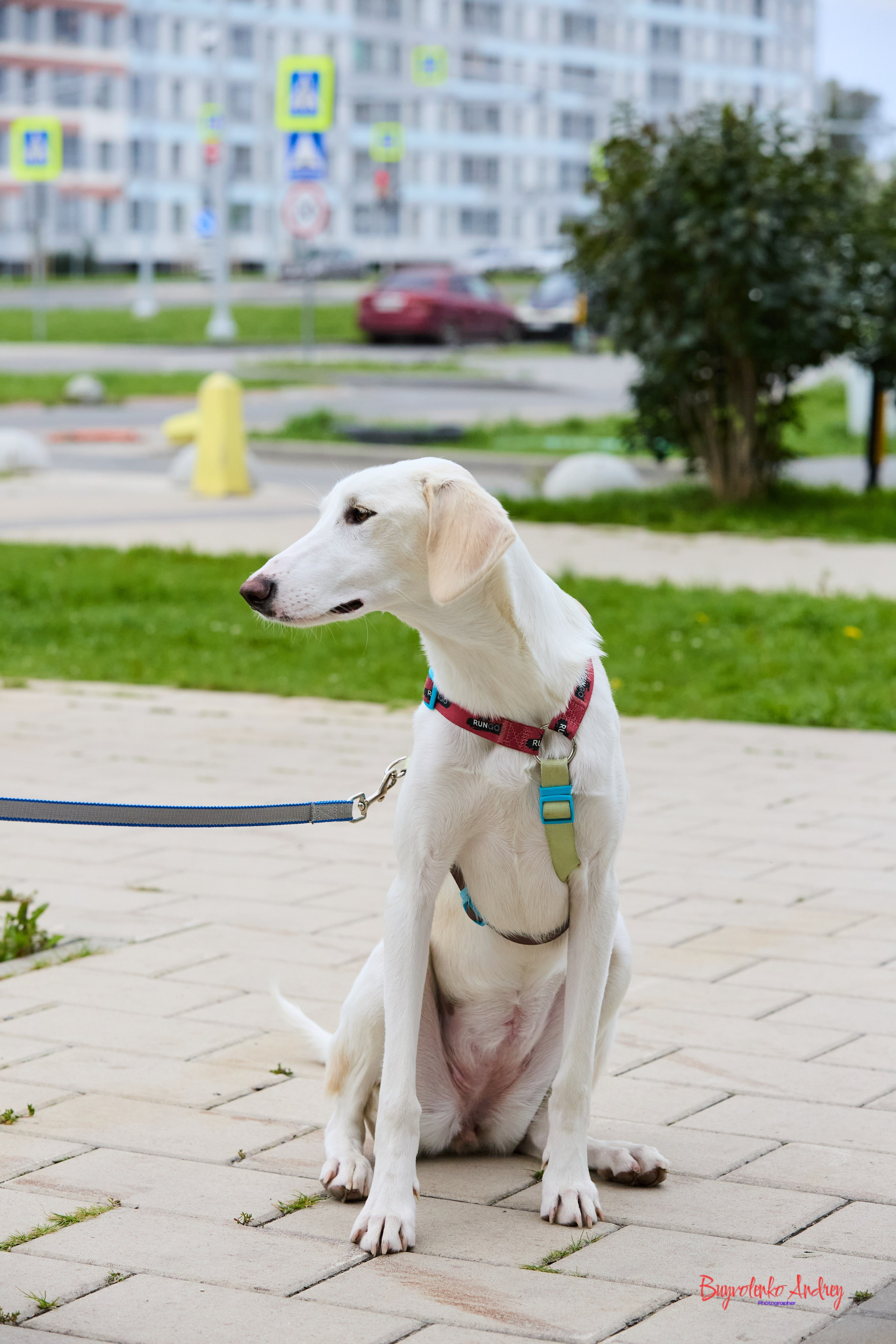 Проект фотопрогулка с хвостиком. Buyvolenko Andrey