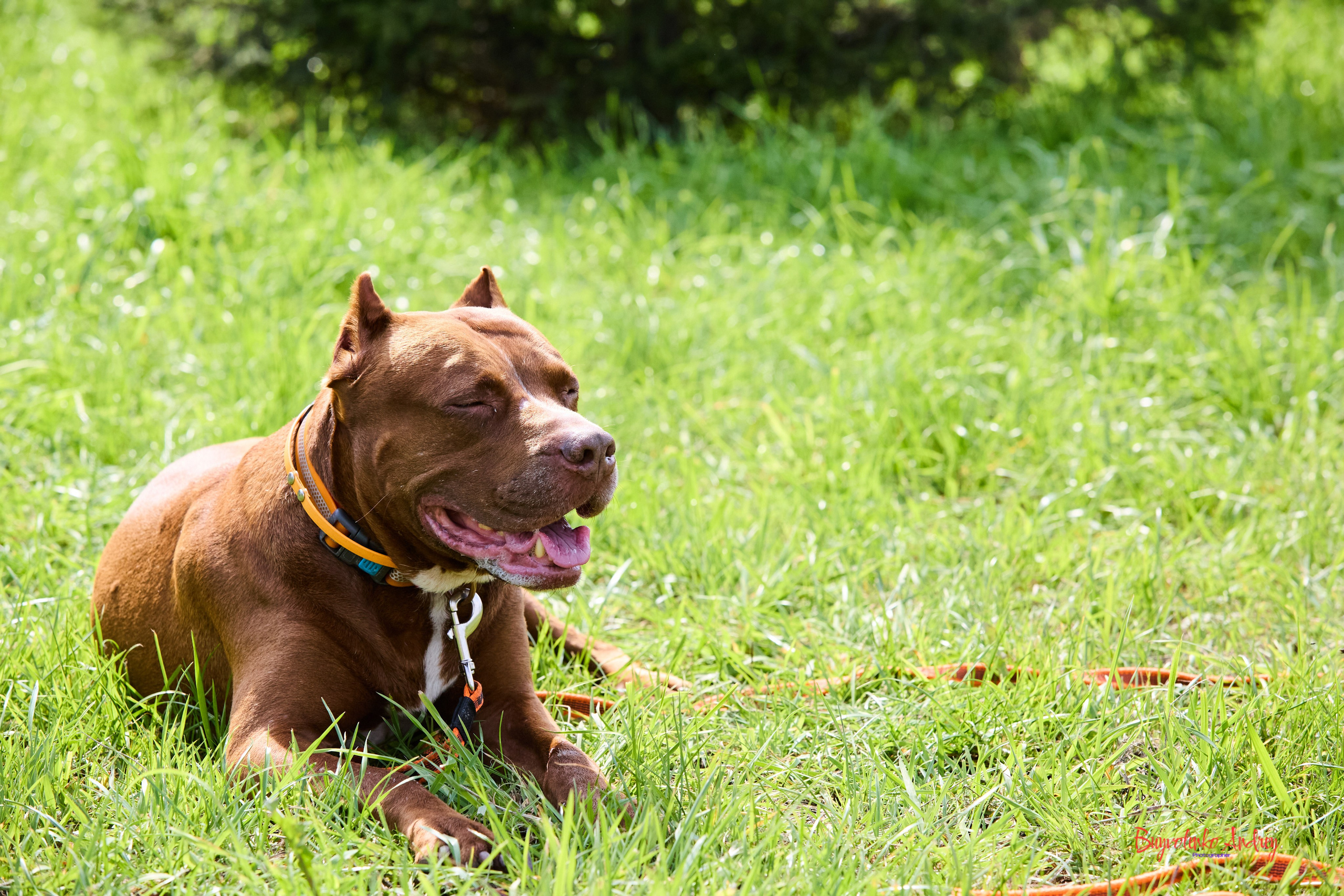 Проект фотопрогулка с хвостиком. Buyvolenko Andrey