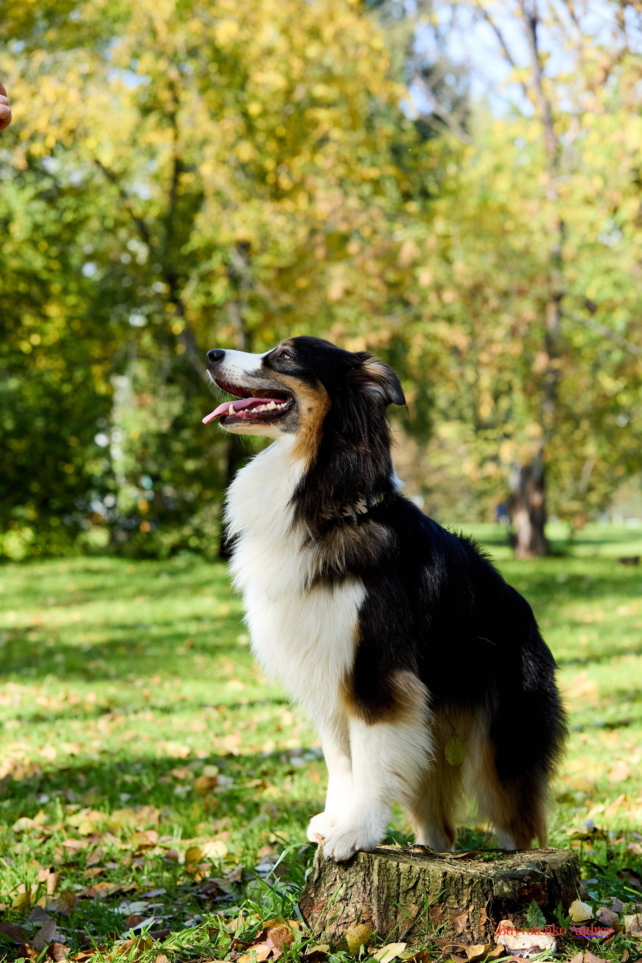 Басенджи и Аусси 21.09.2025. Buyvolenko Andrey