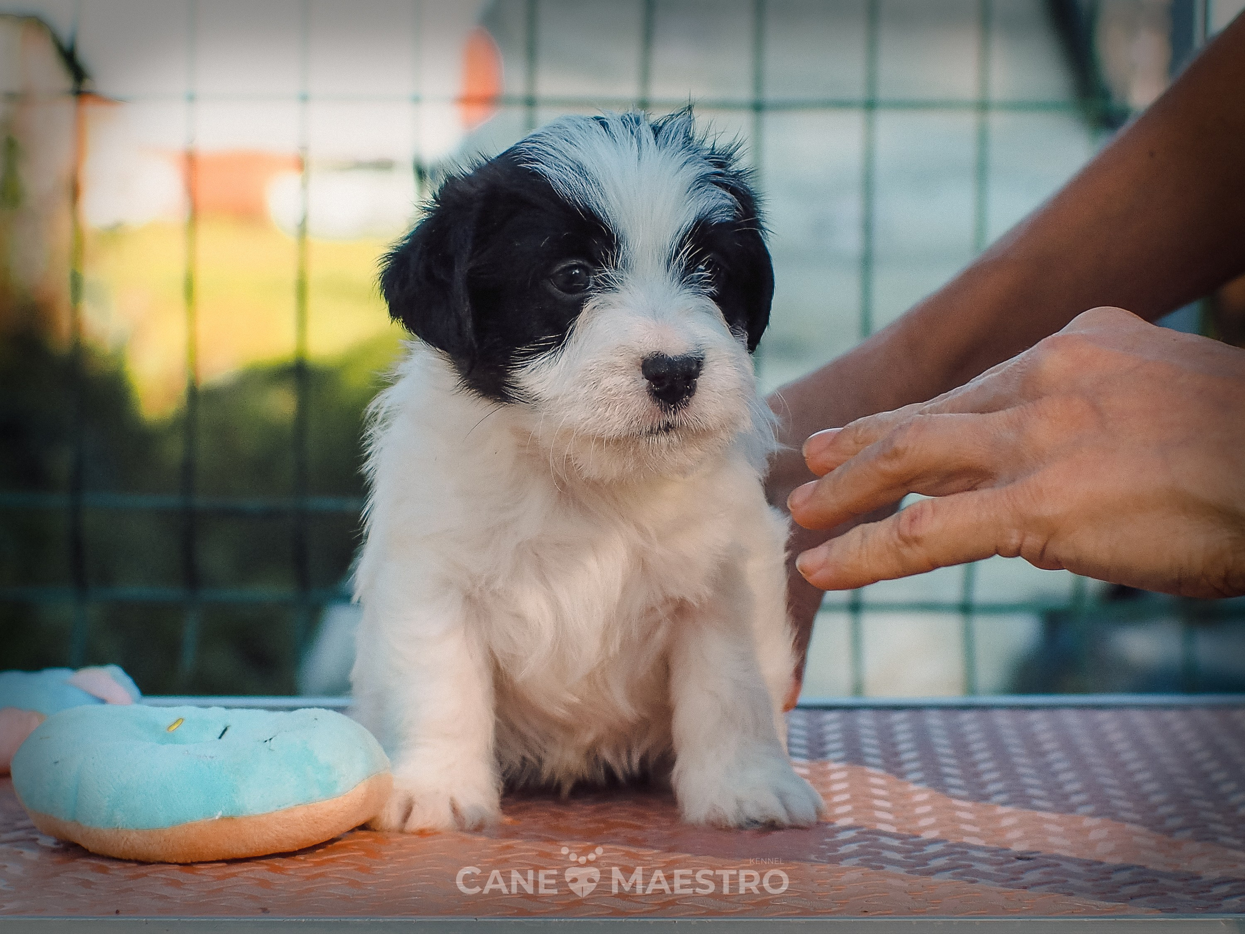 КОБZ_4_ЧБ_27_08_25. CANE MAESTRO — kennel Jack Russell Terrier