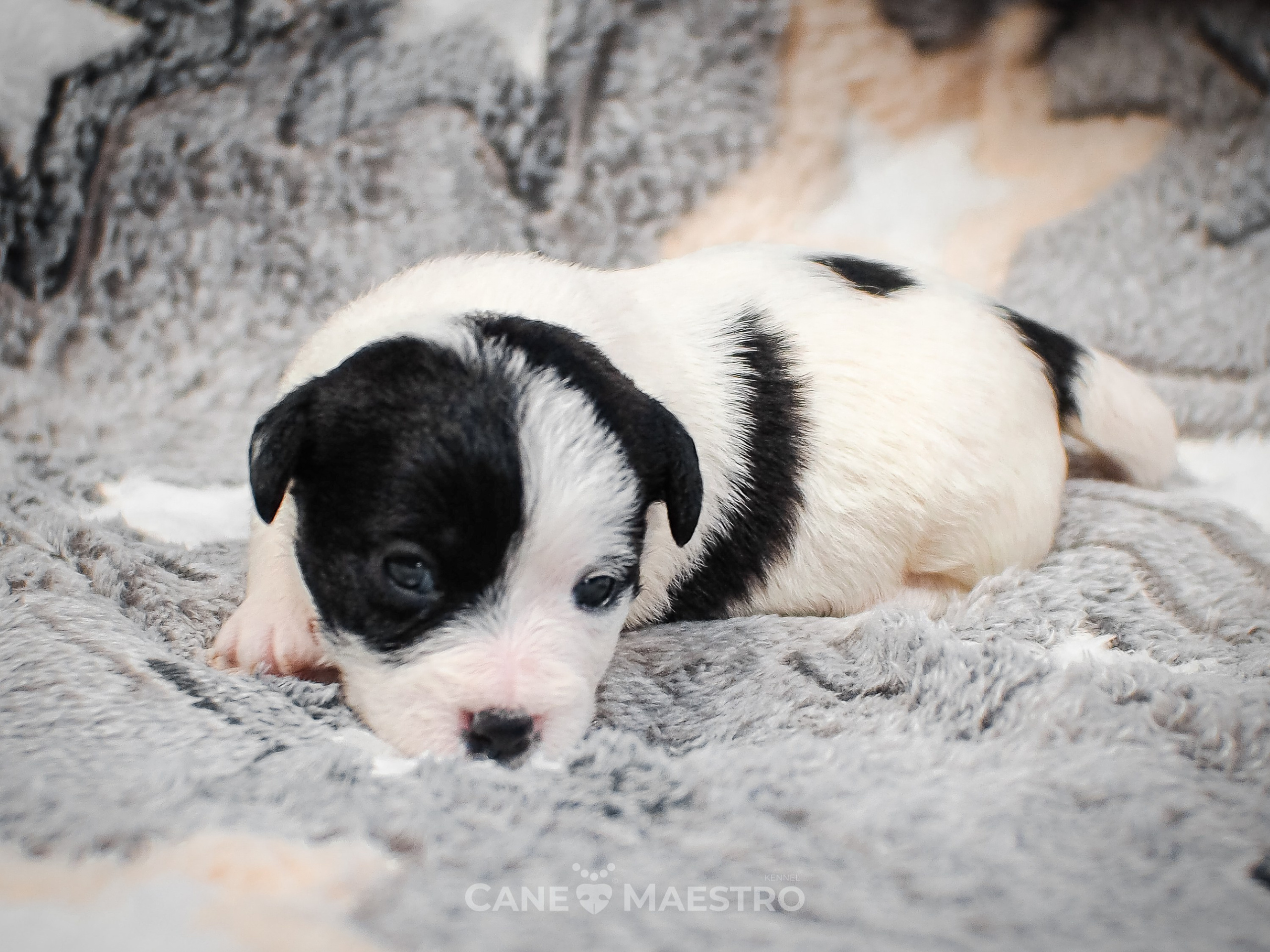 КОБ_Z_2_BLACK_27_08_2025. CANE MAESTRO — kennel Jack Russell Terrier