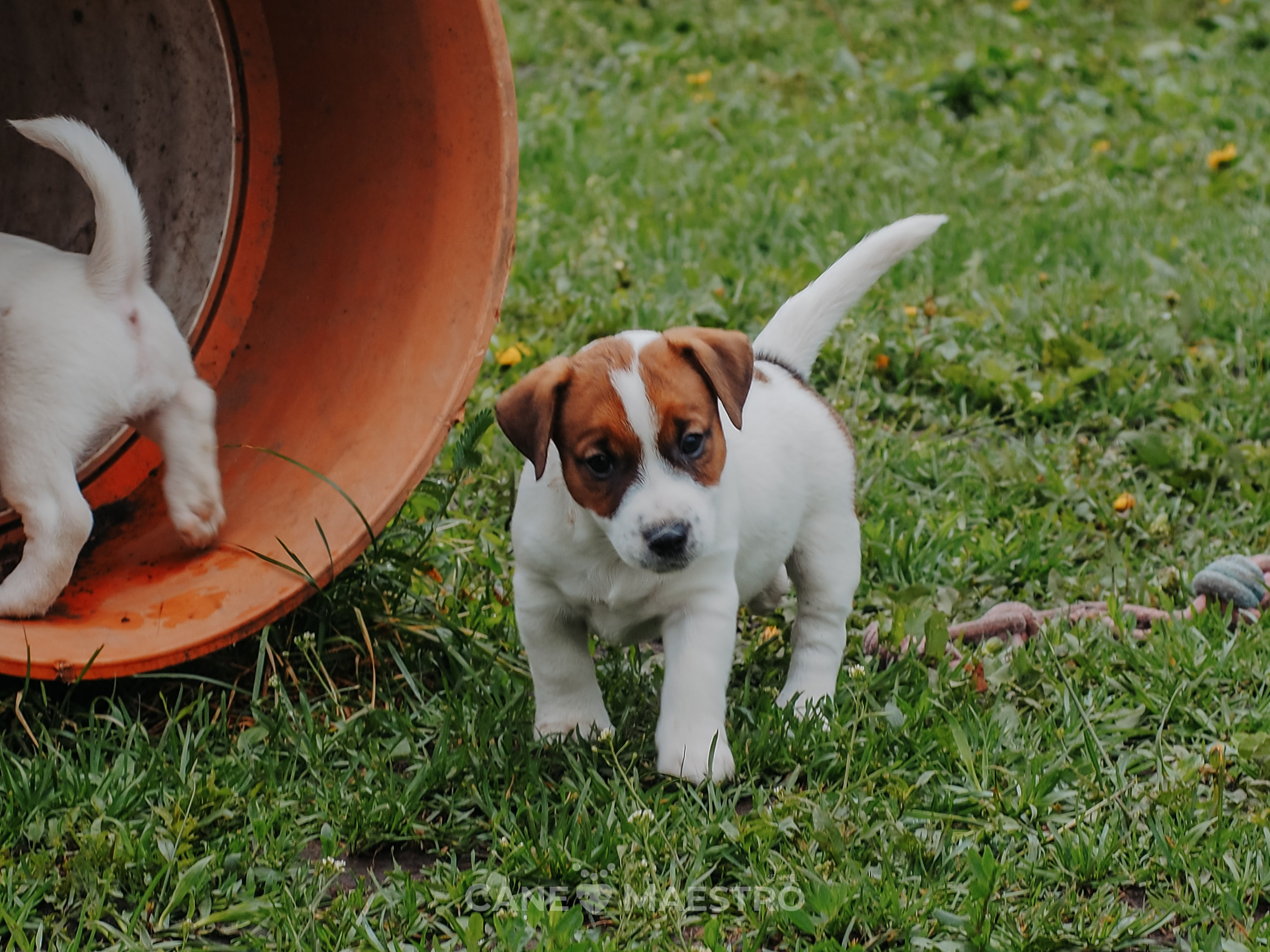 Ш_2_MALE_SHERY_BRANDY. CANE MAESTRO — kennel Jack Russell Terrier