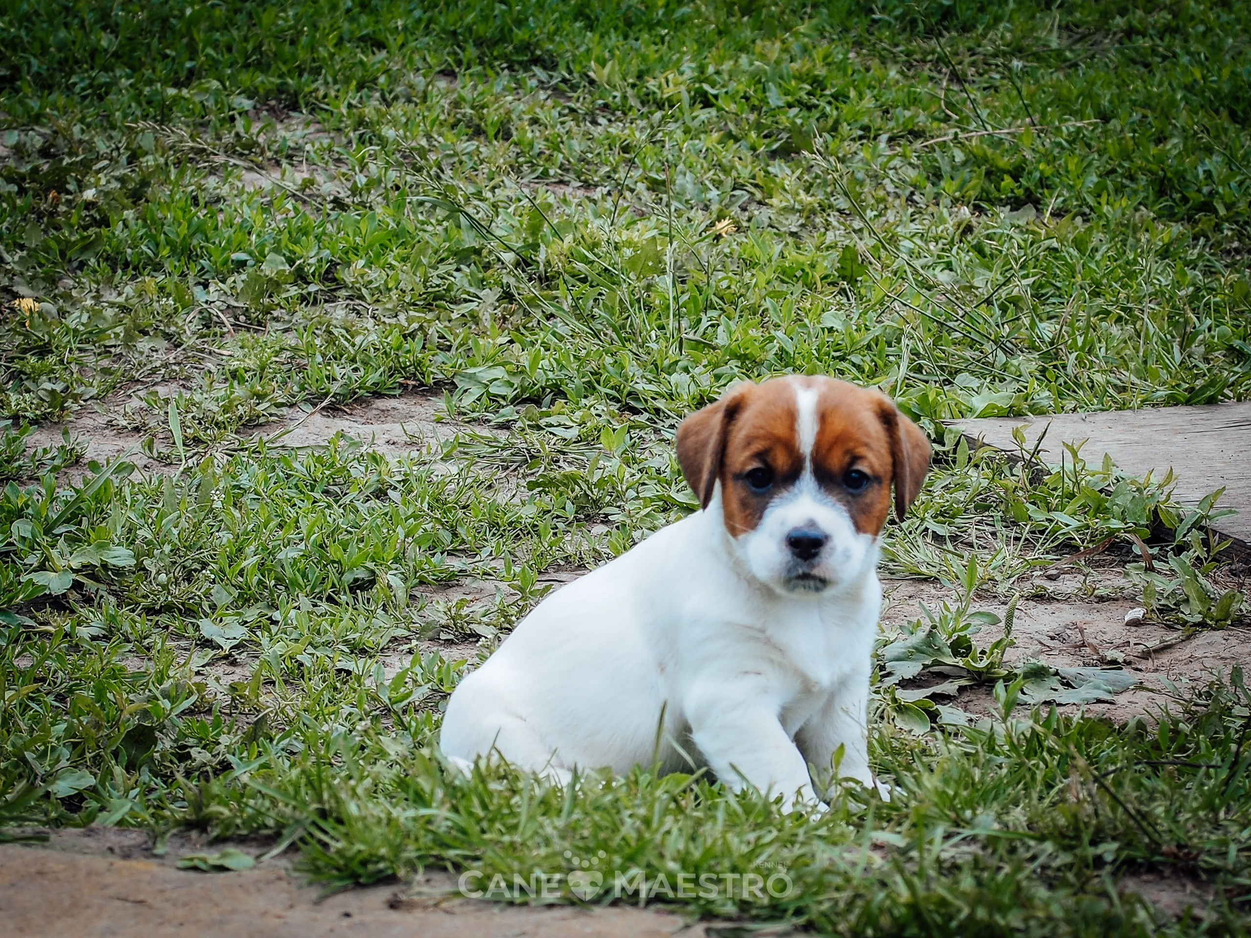 Ш_FEMALE_SHIZGARA. CANE MAESTRO — kennel Jack Russell Terrier