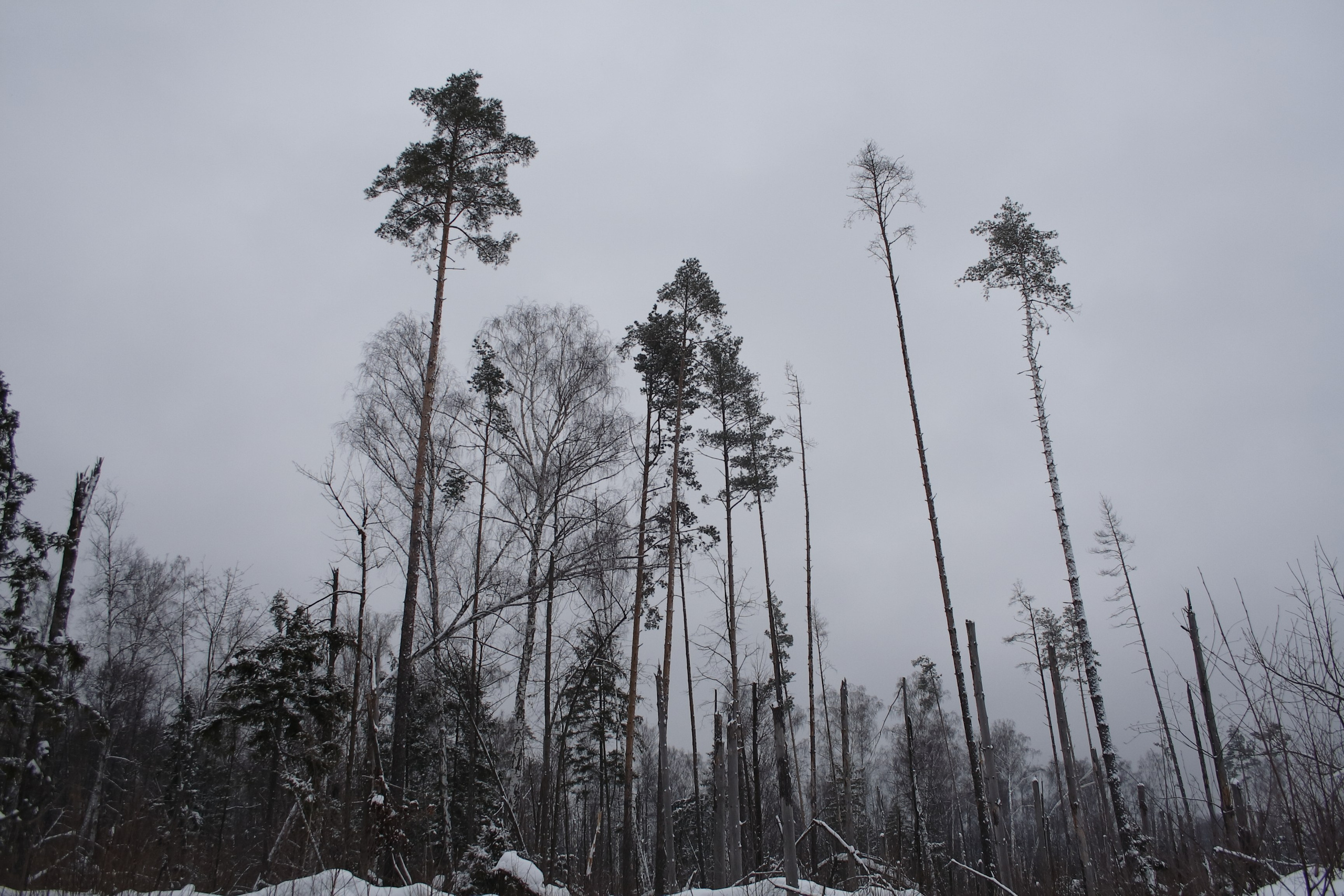 Старое природное, отбирала Katamount (Катерина Горохова). Главная