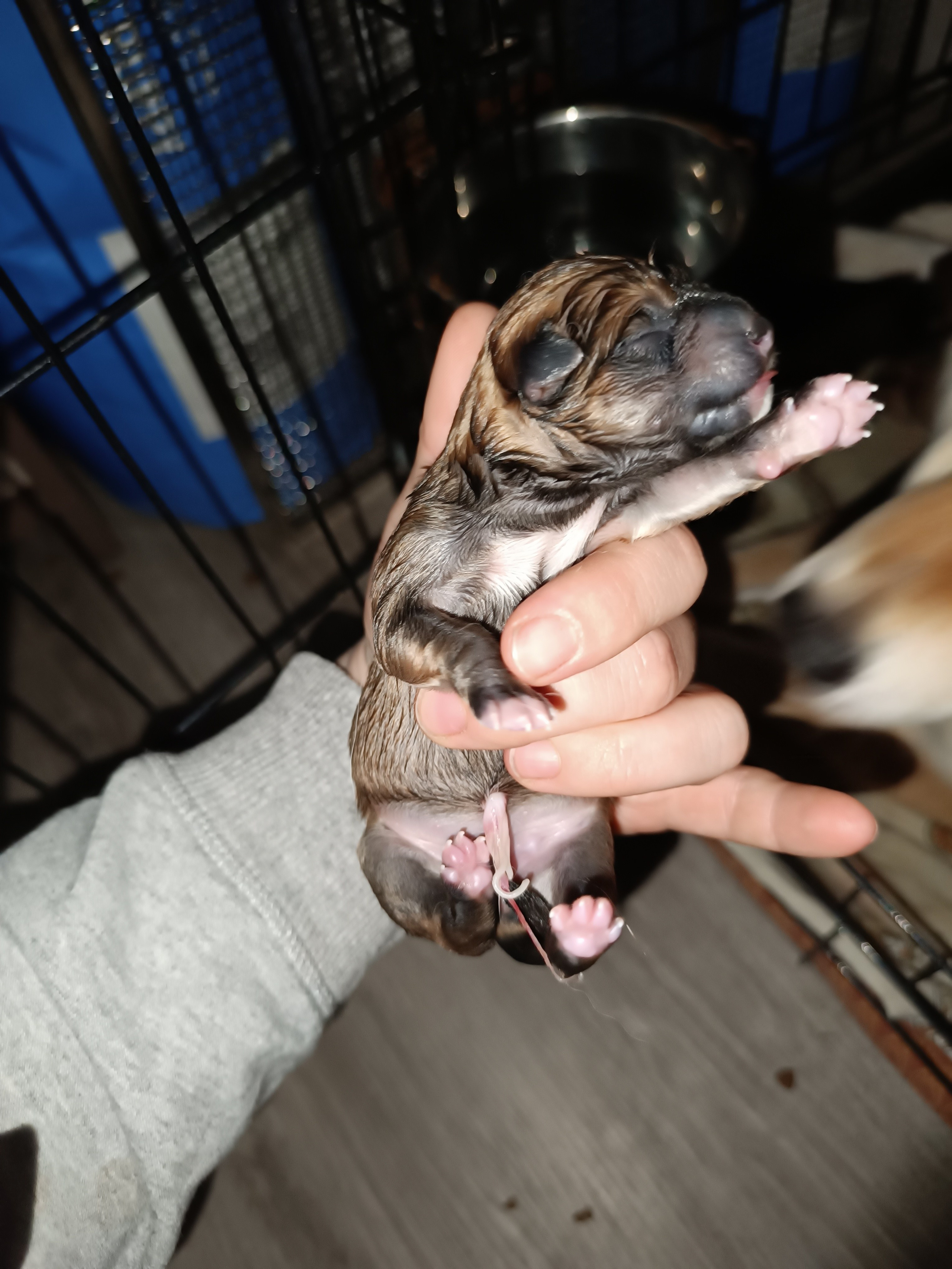 сиба питомник Рубилайт щенки на продажу rubylight  сиба щенки купить СПб Санкт-Петербург