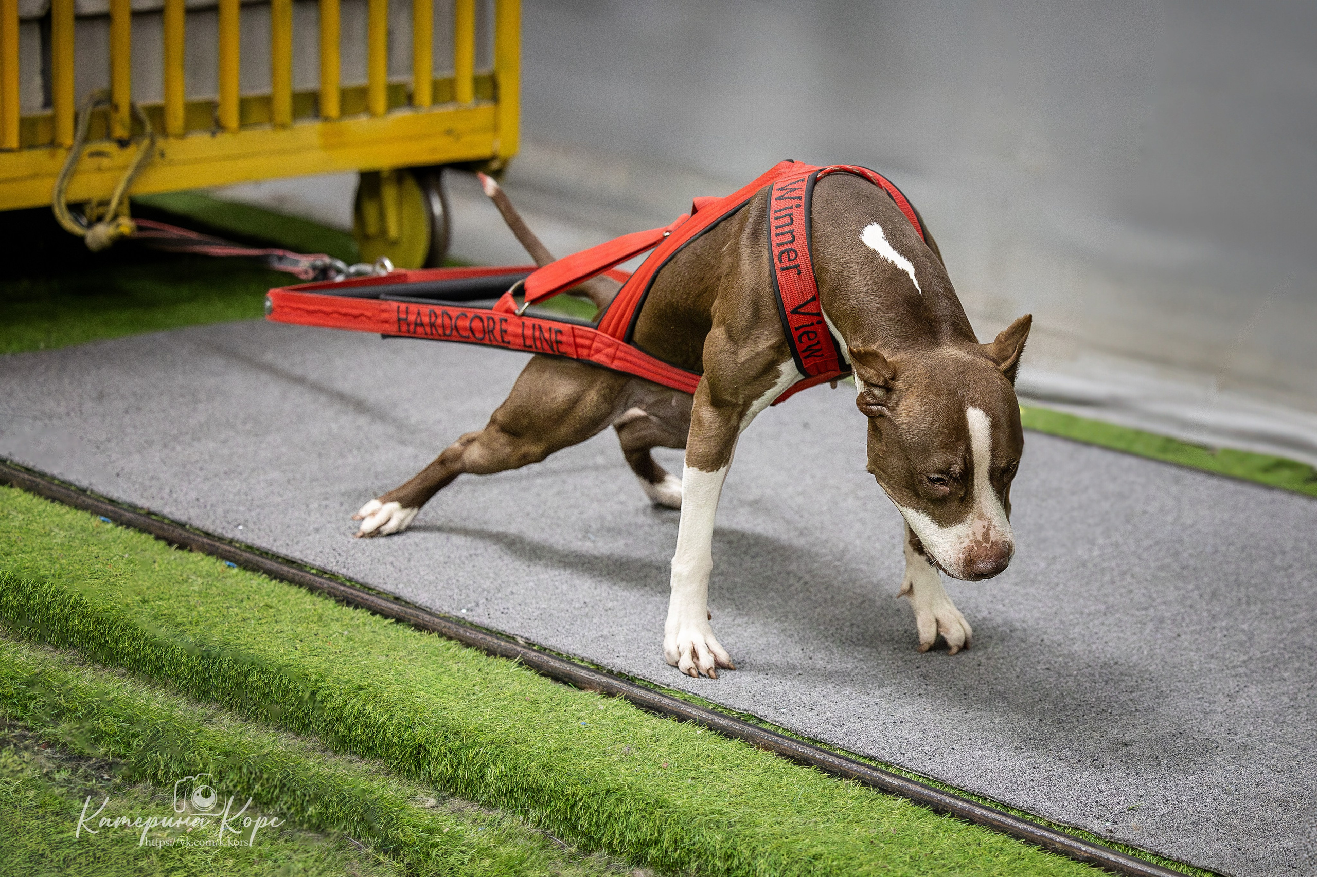 Спорт. Главная