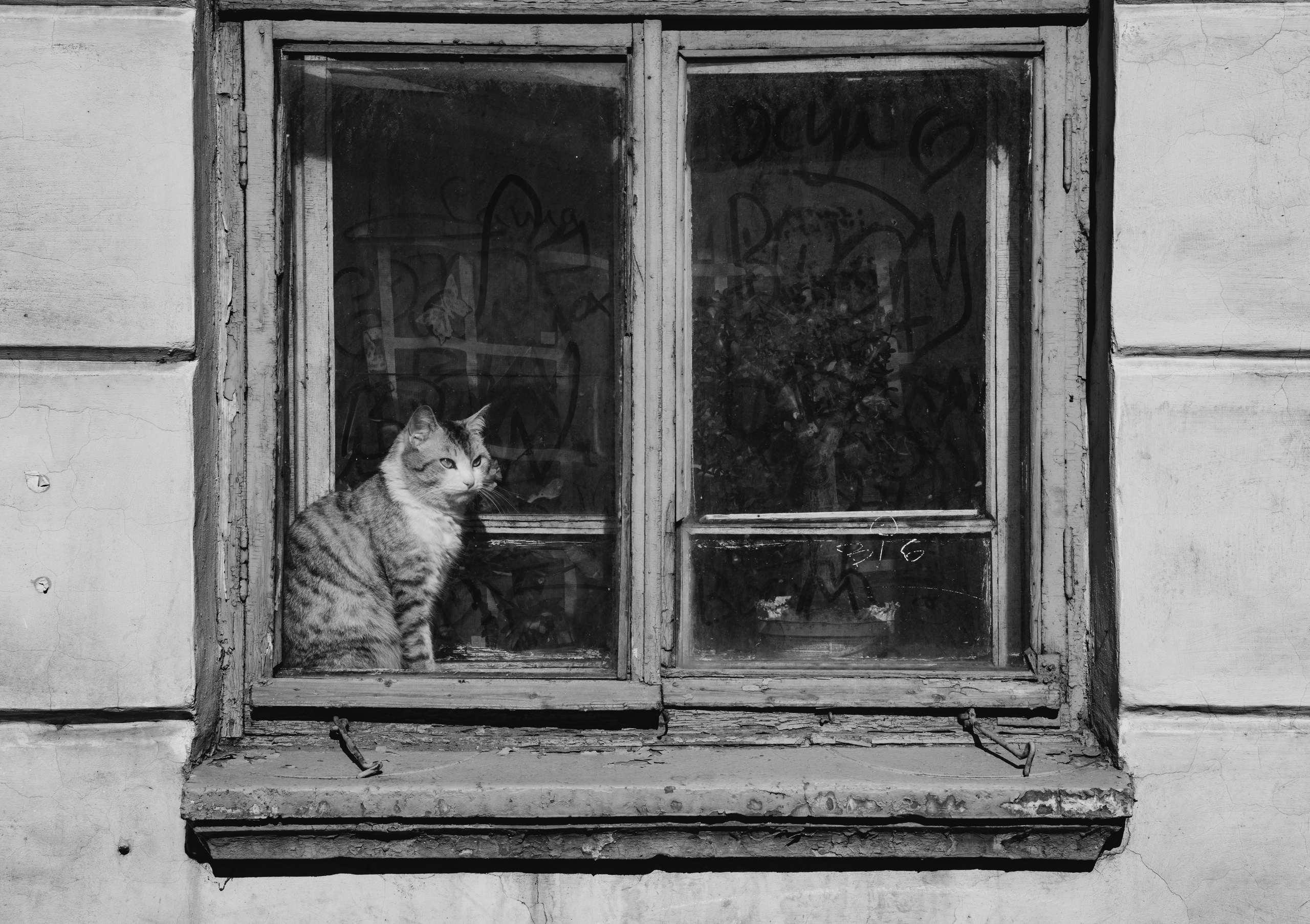 Кошки. Фотограф Александр Тихонов