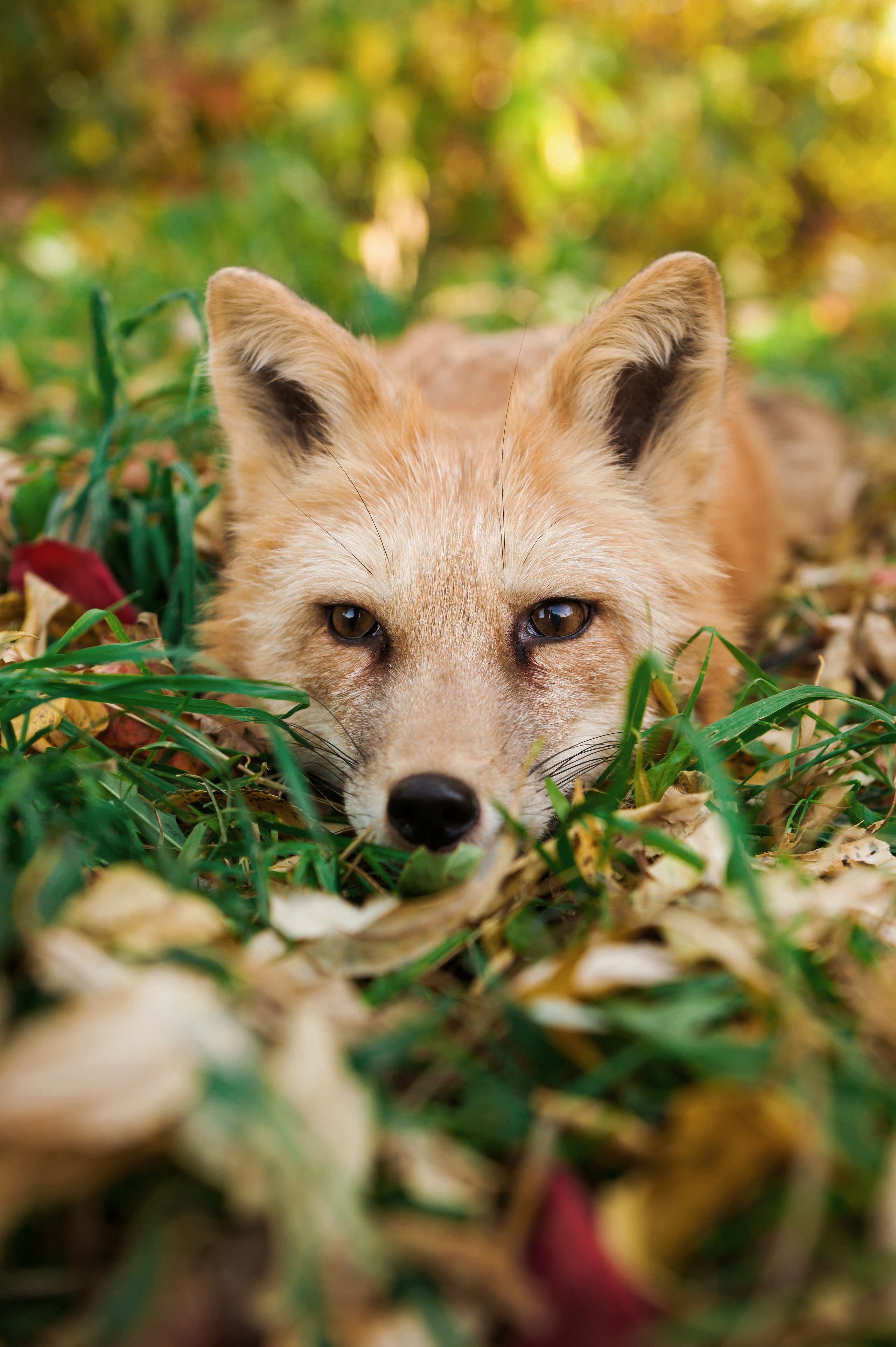 Прогулка с лисой. Фотограф Кристина Гришина Рязань