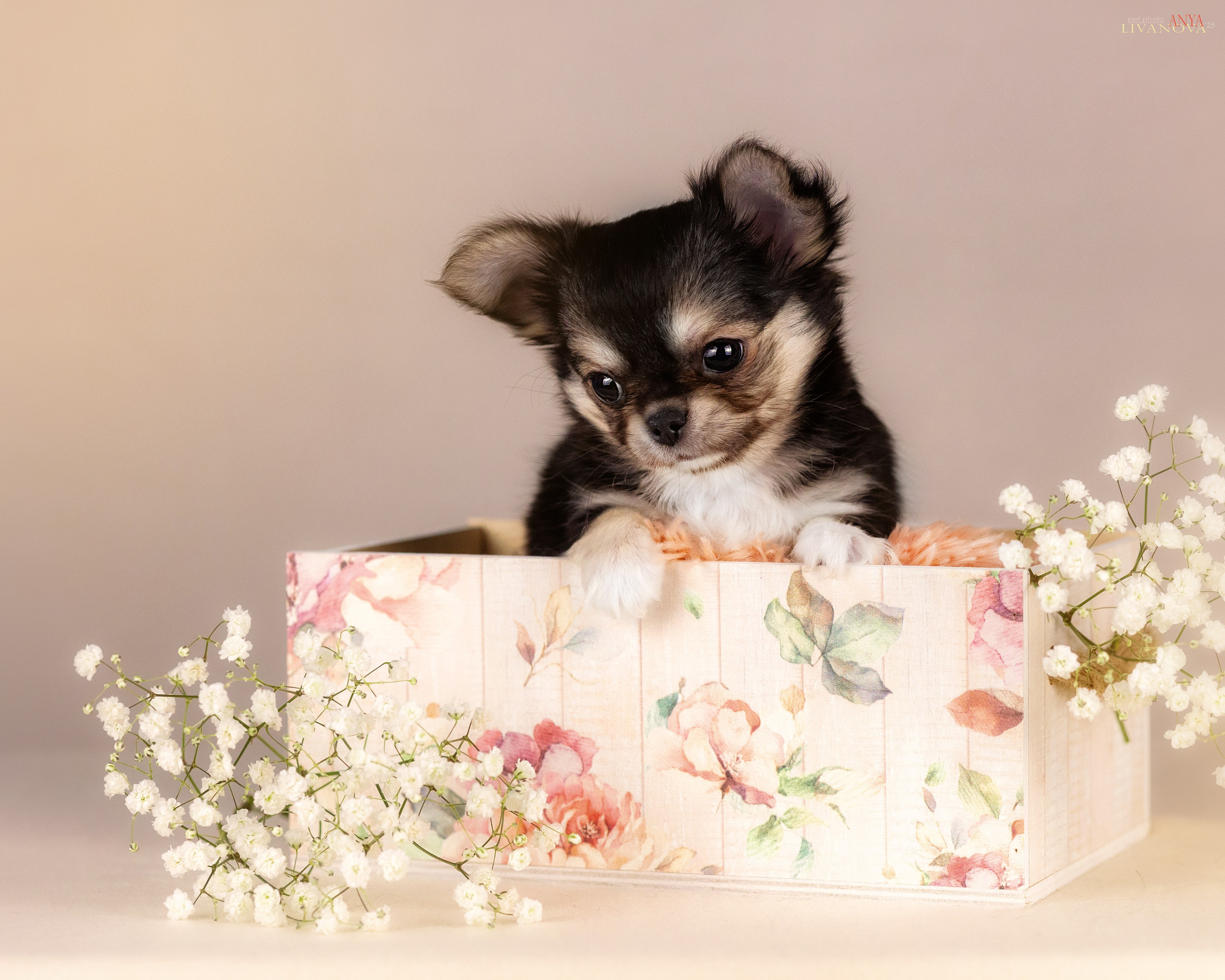 Чихуахуа. Фотограф анималист Аня Ливанова | Рыбинск