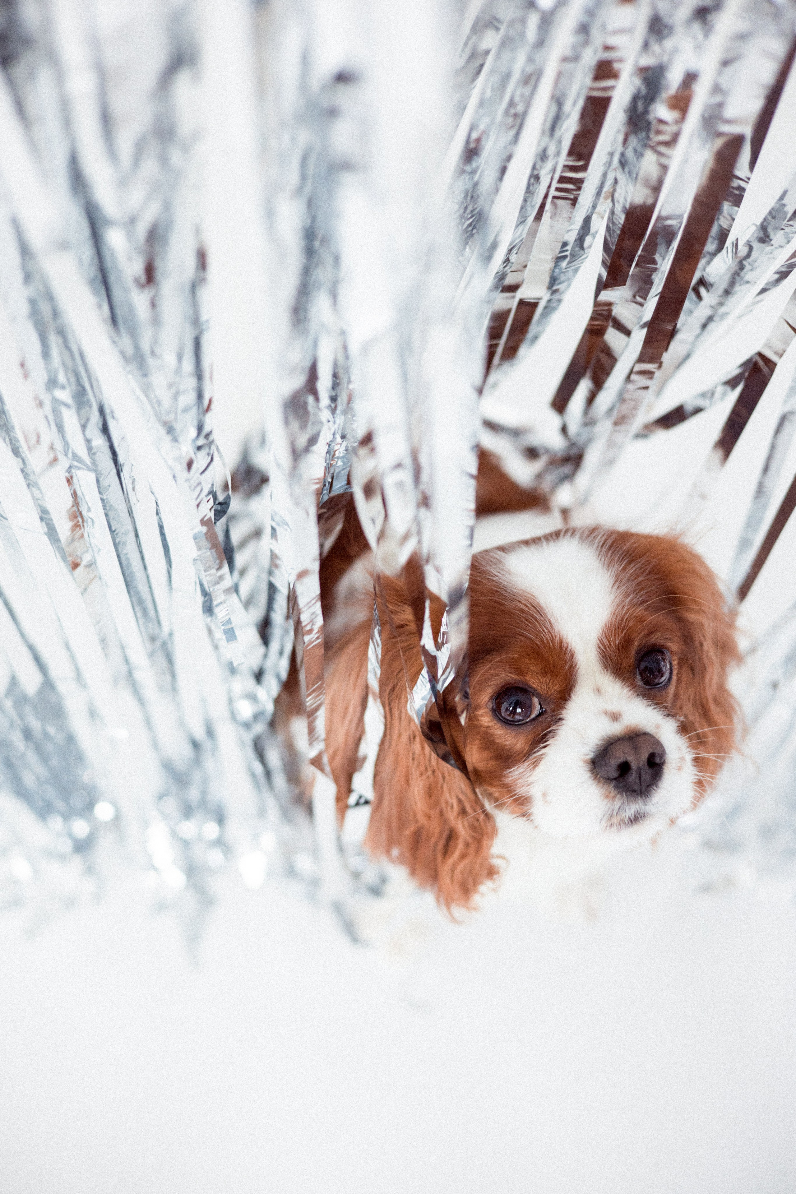 Портфолио. Фотограф-анималист в Екатеринбурге Марина Шишкина