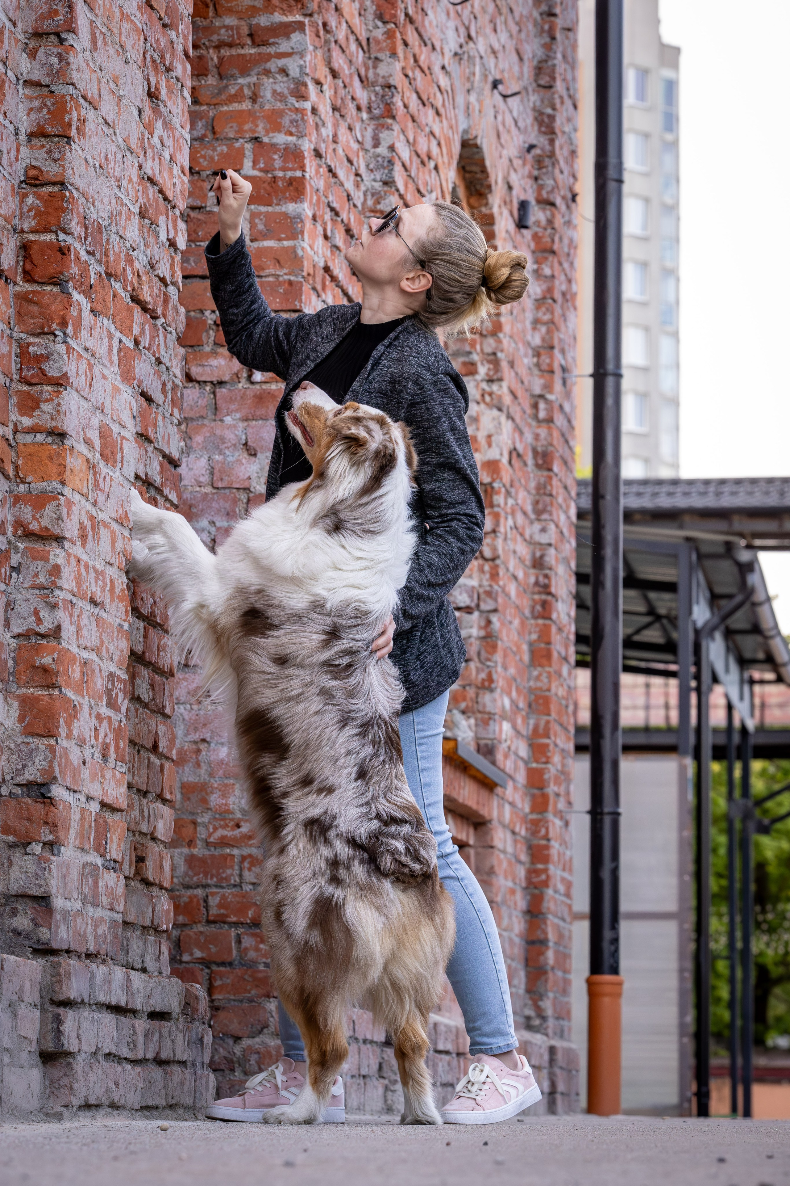 Полли, Австралийская Овчарка. Ирина Голомб|Фотограф-анималист в  Сочи и Калининграде