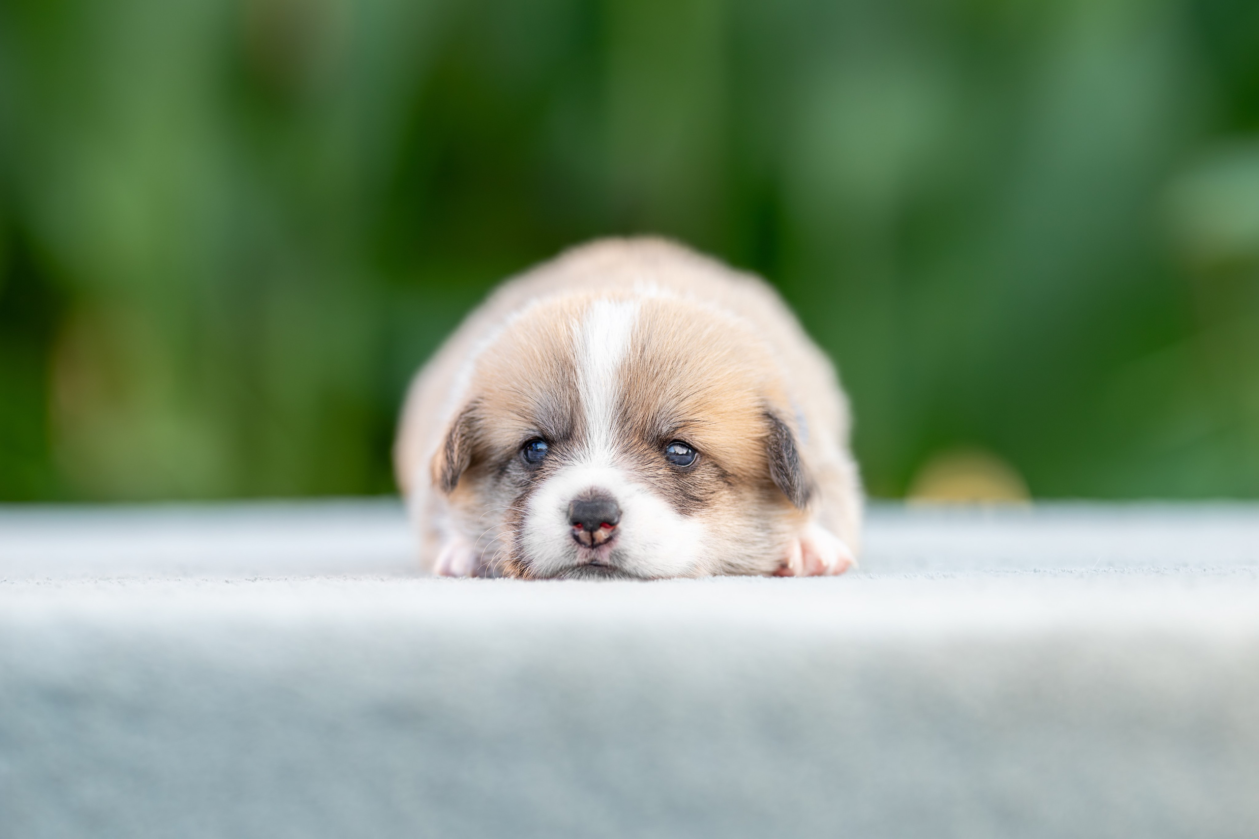 Малыши коржики. Ирина Голомб|Фотограф-анималист в  Сочи и Калининграде