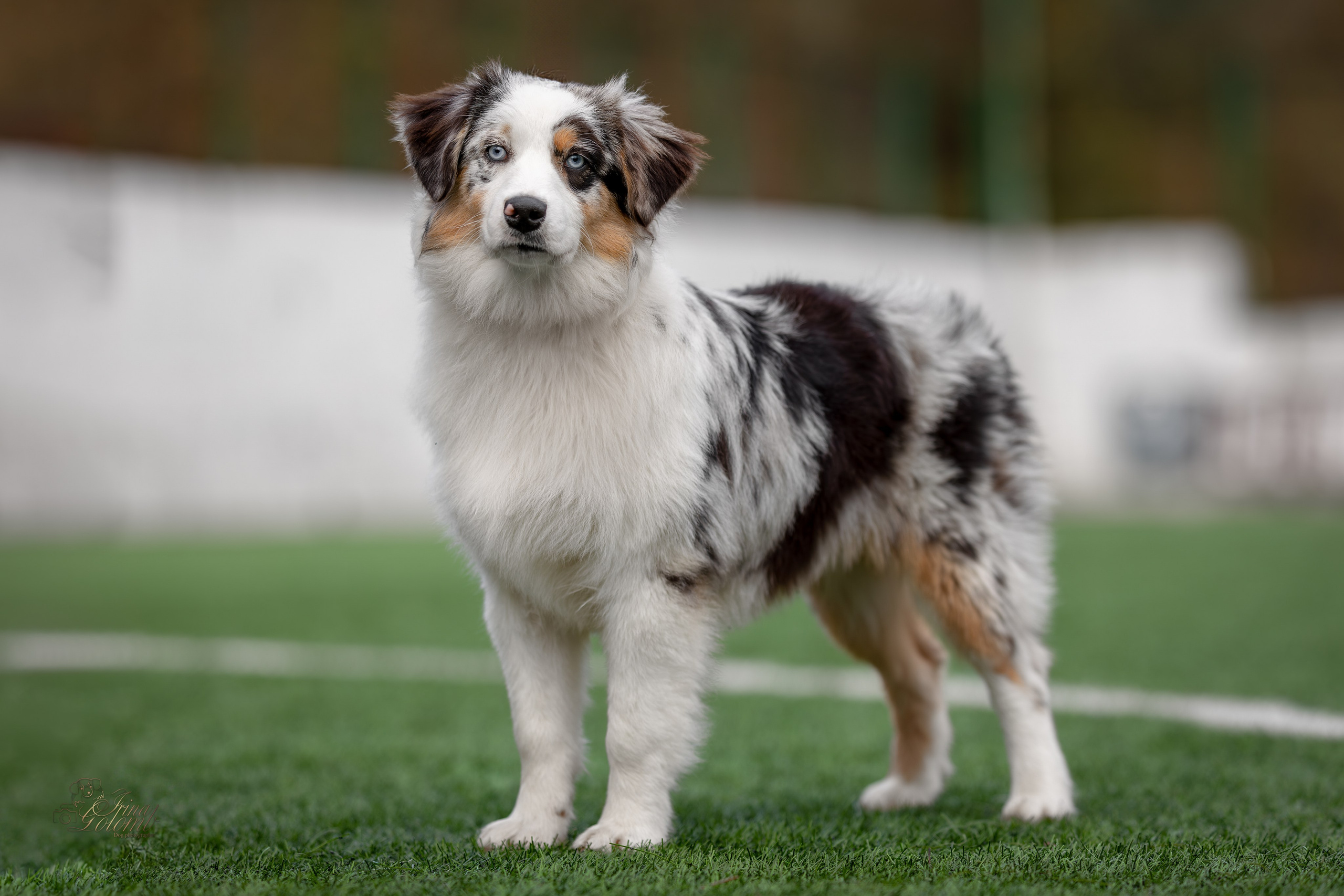 Выставка 17.12.23. Ирина Голомб|Фотограф-анималист в  Сочи и Калининграде