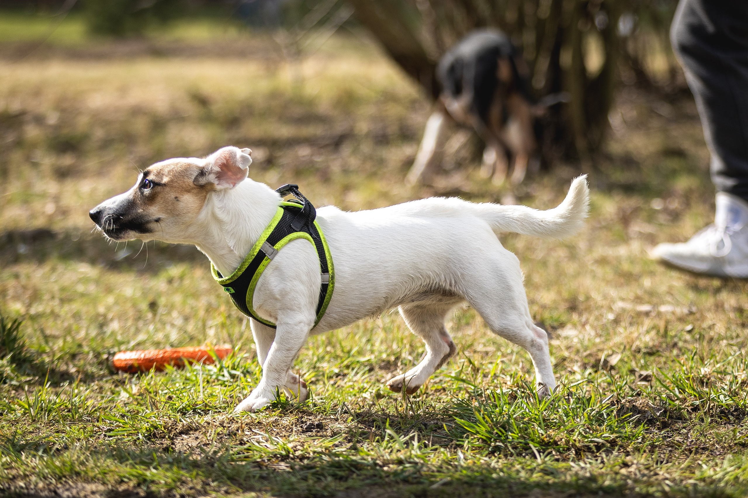 Догтуса 24.03.2024. Ирина Голомб|Фотограф-анималист в  Сочи и Калининграде