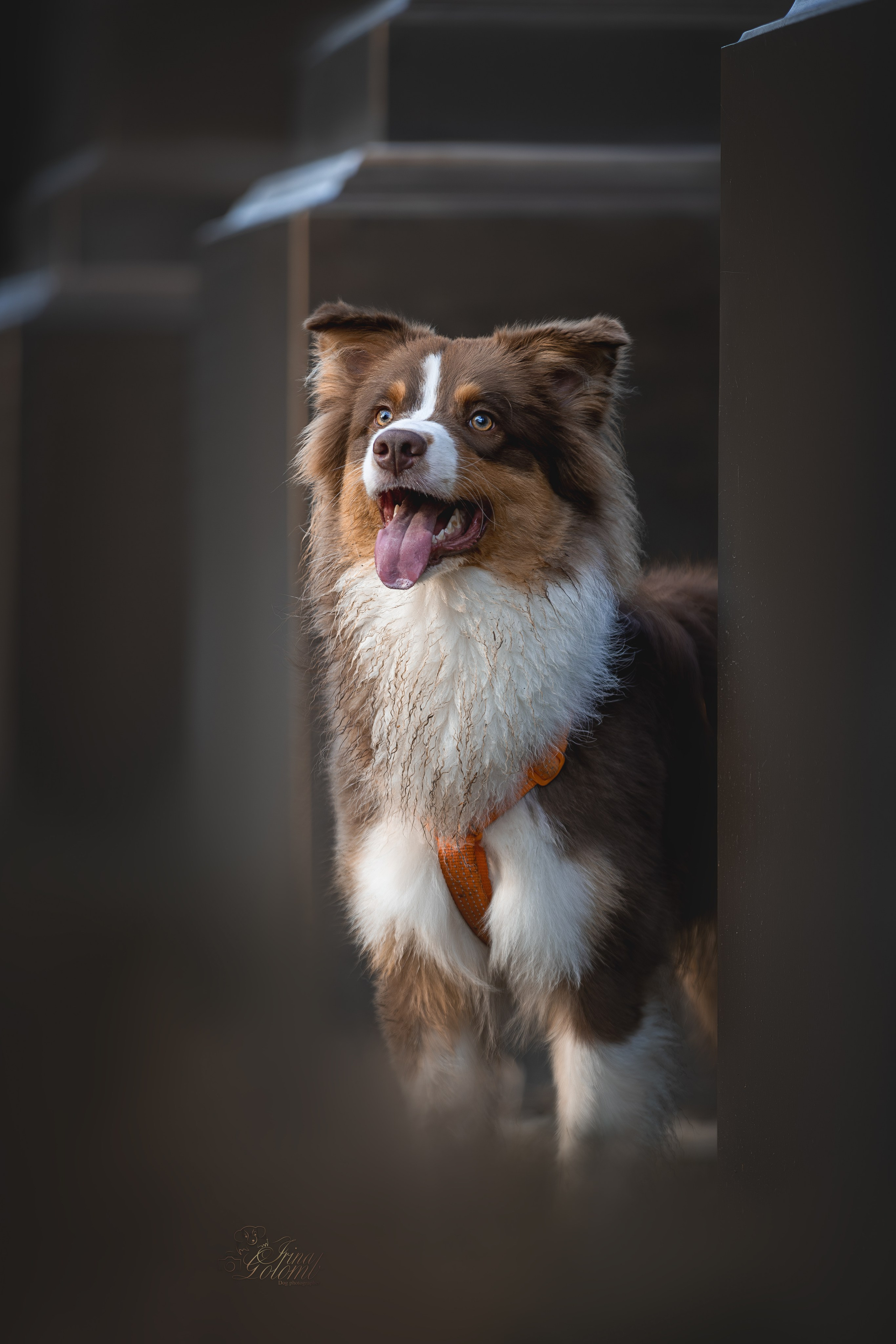 Бадди, Австралийская Овчарка. Ирина Голомб|Фотограф-анималист в  Сочи и Калининграде