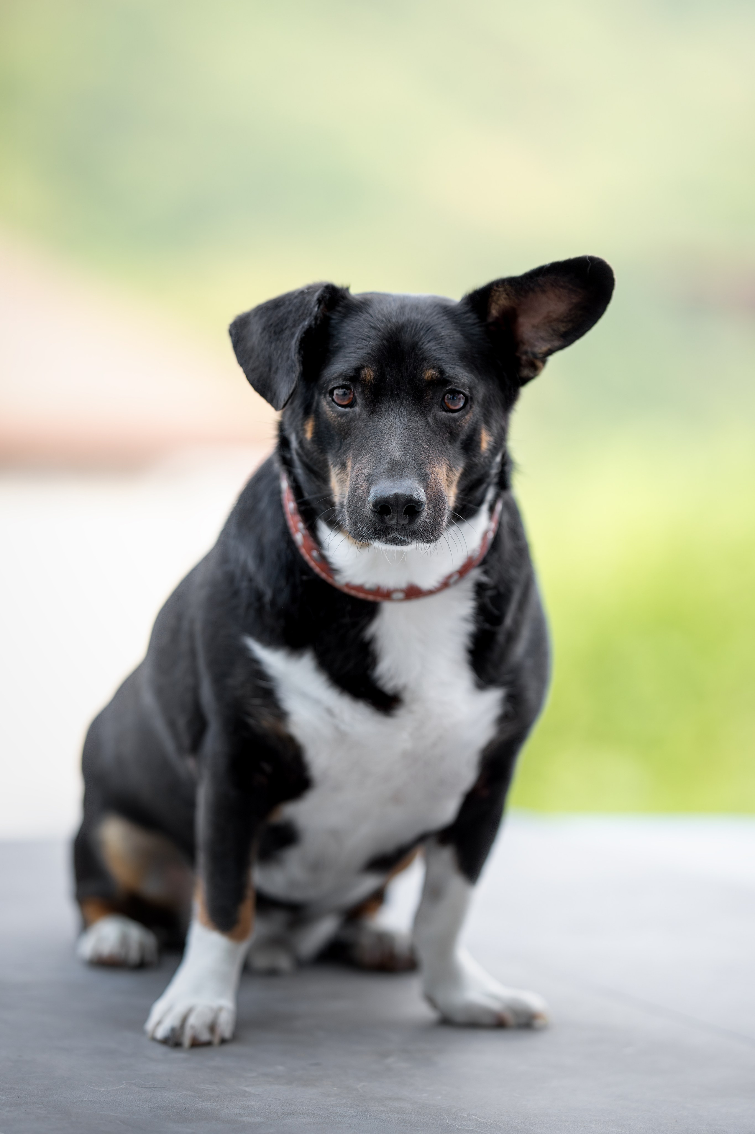 Мини-приют «Возрождение». Ирина Голомб|Фотограф-анималист в  Сочи и Калининграде