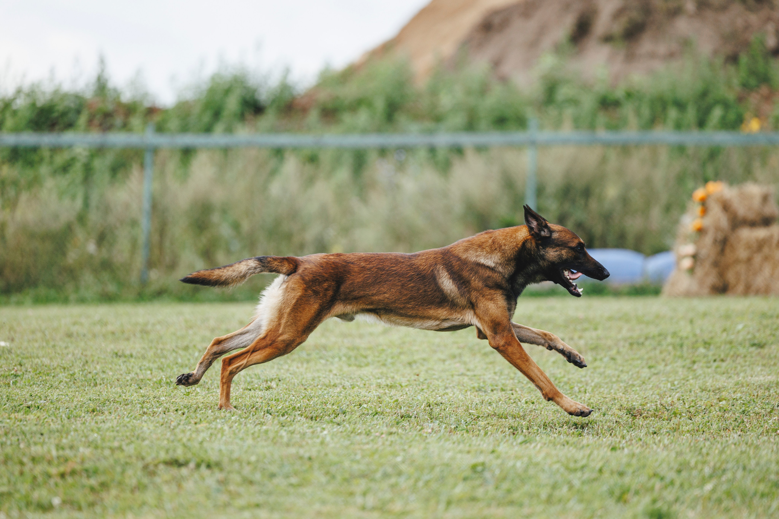 08.08.25-10.08.25 ЧР по мондьорингу г. Вологда. Фотограф-анималист Анна Маринич