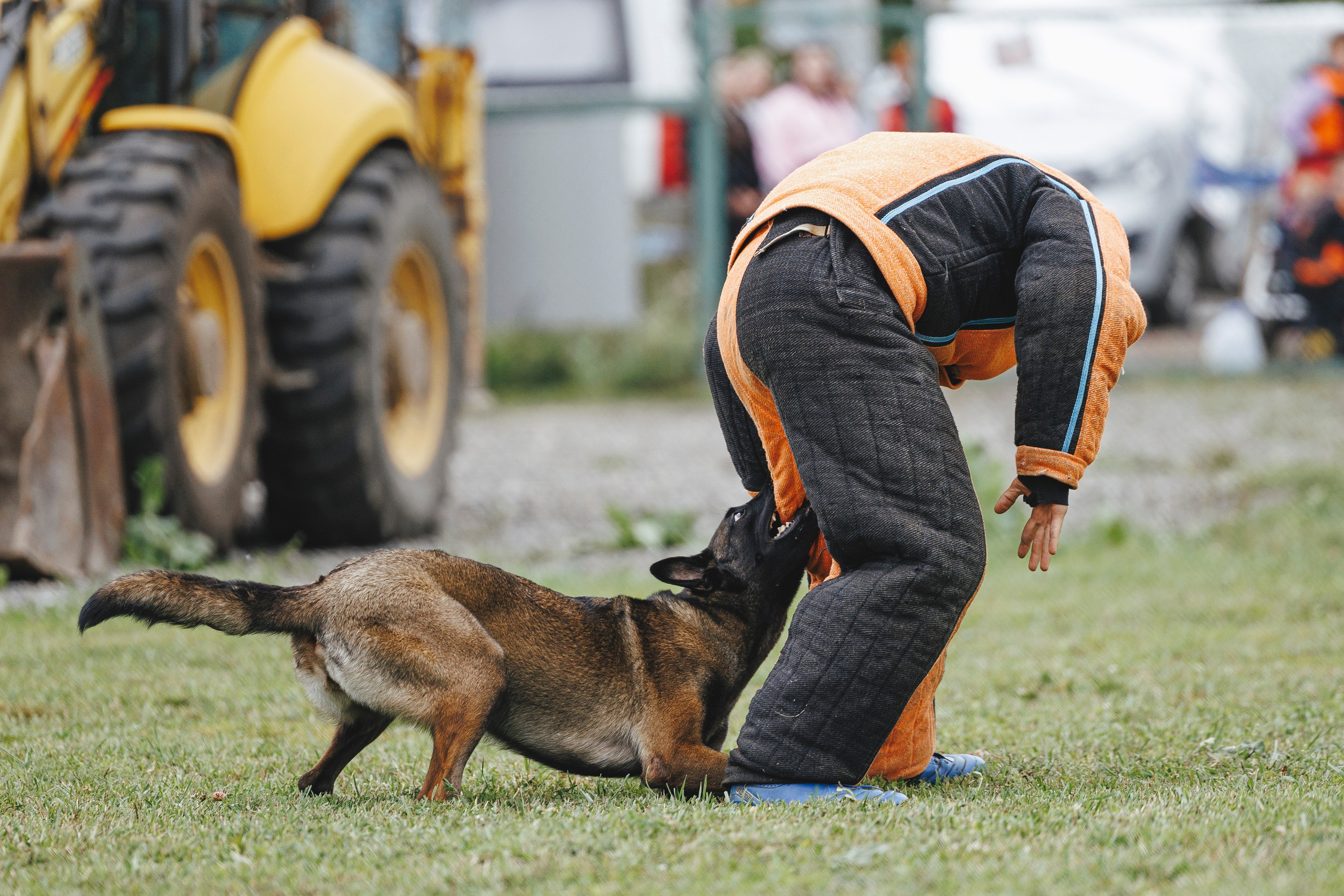 08.08.25-10.08.25 ЧР по мондьорингу г. Вологда. Фотограф-анималист Анна Маринич
