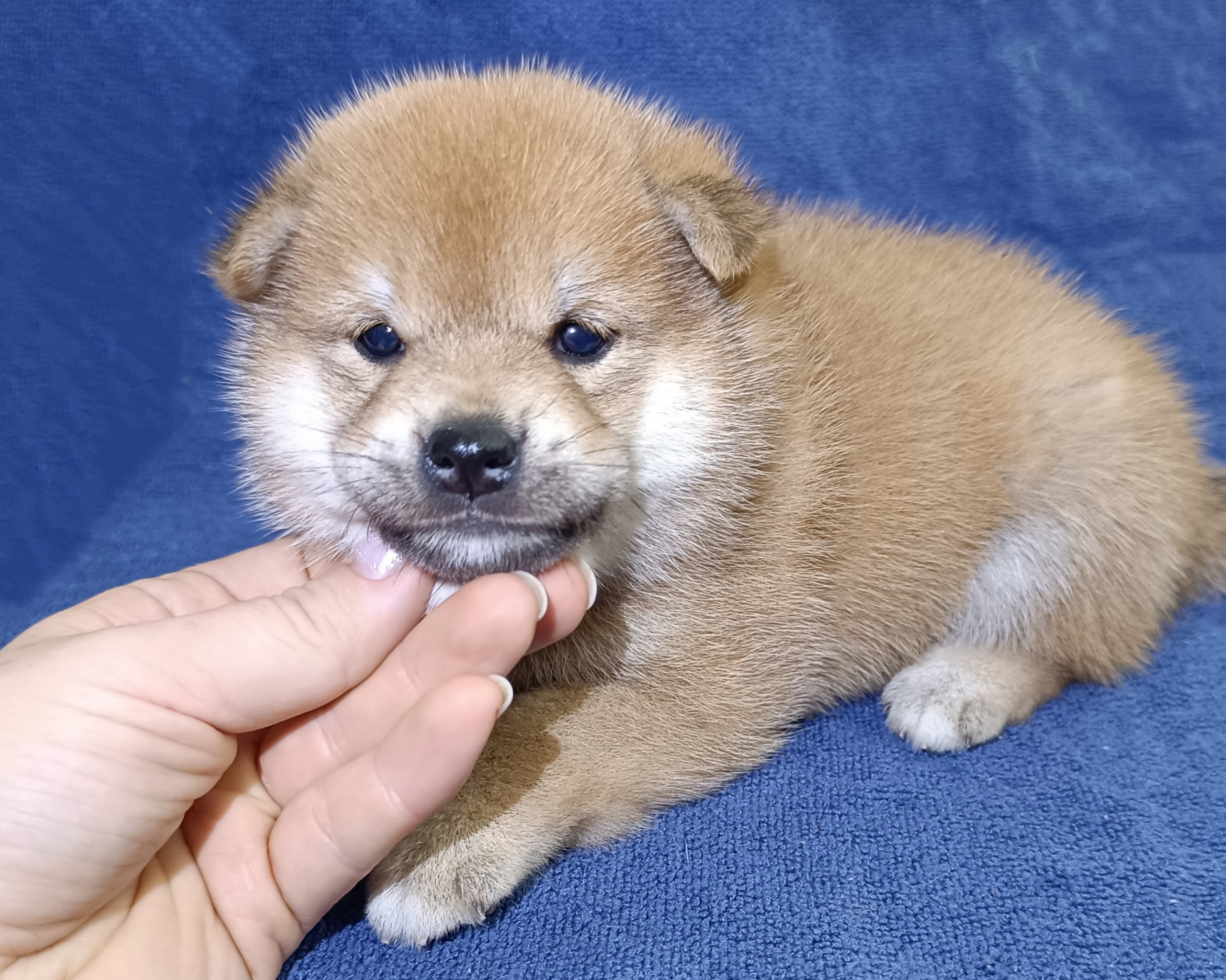 сиба питомник Рубилайт щенки на продажу rubylight  сиба щенки купить СПб Санкт-Петербург 