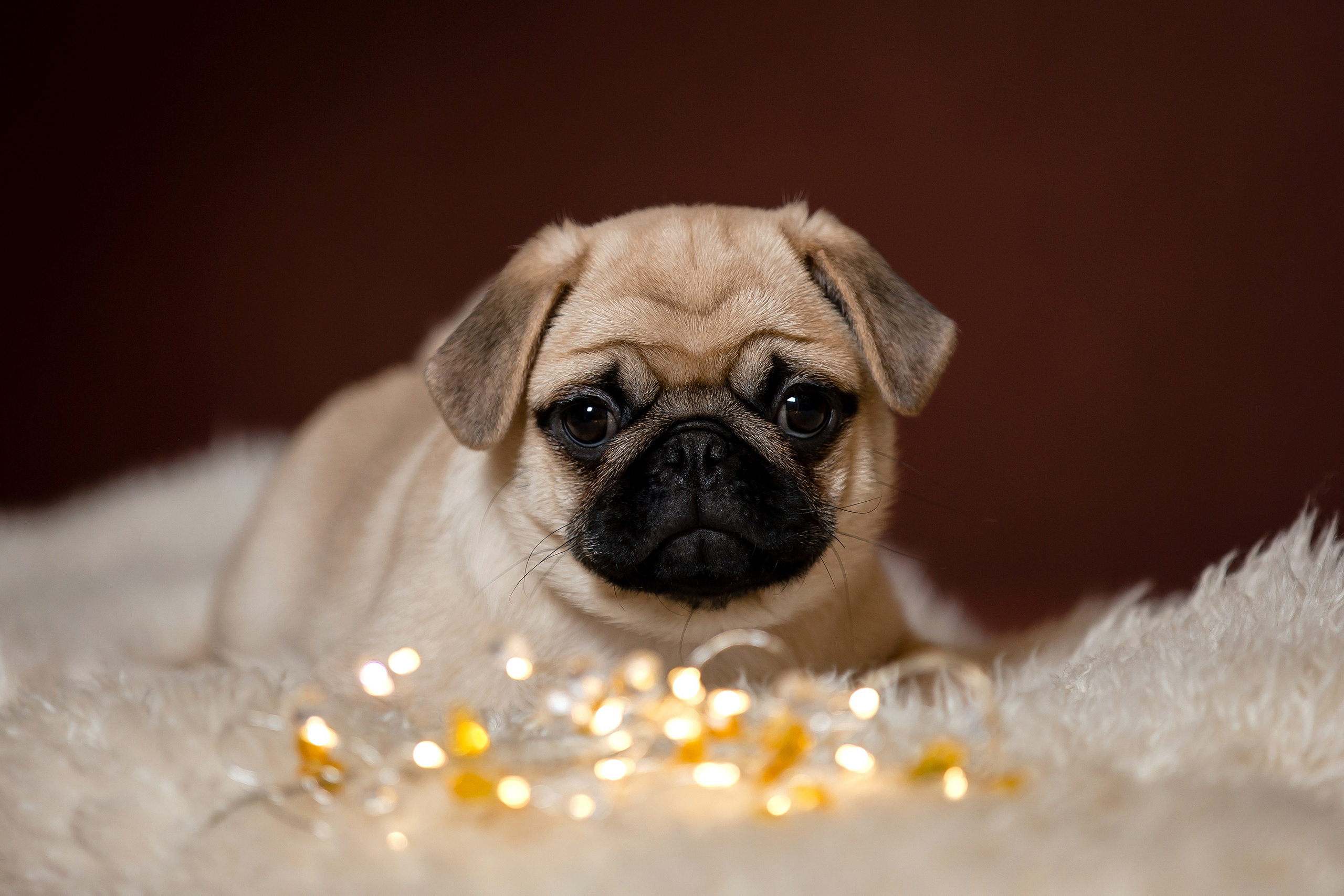 Фотосъёмка щенков. Фотограф-анималист в Краснодаре Маша Мельникова