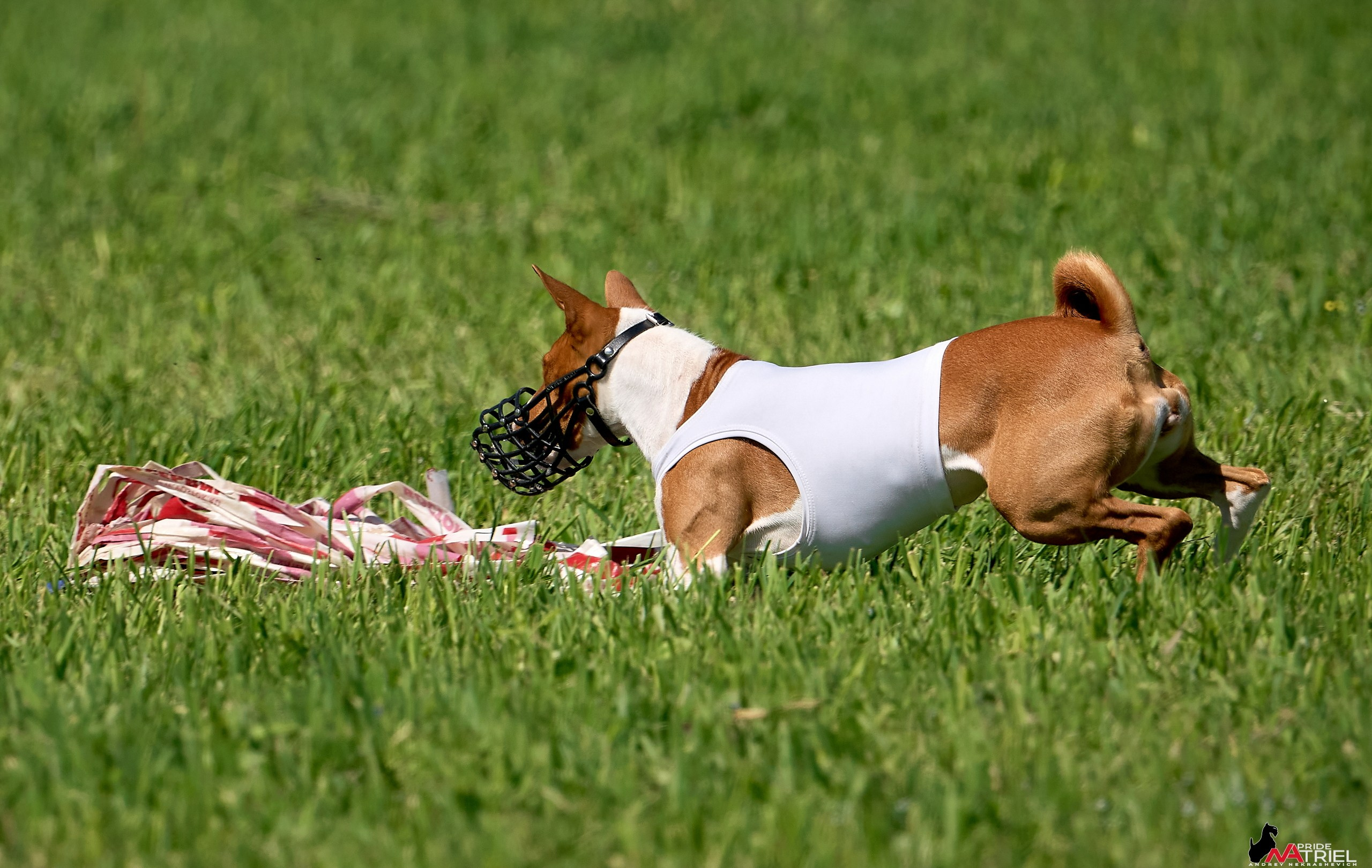 Съемка курсинг — галерея NATRIEL
