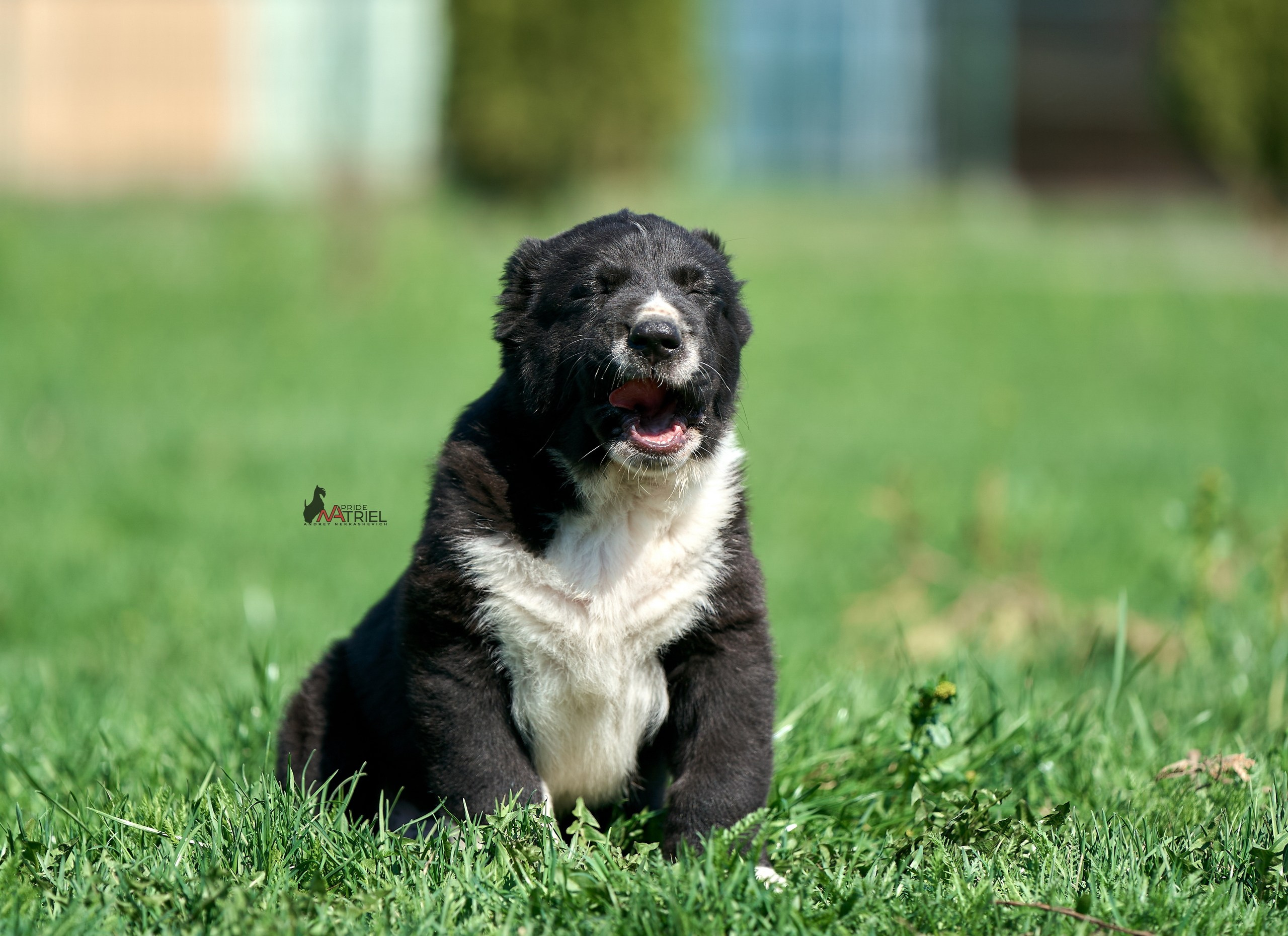 Среднеазиаты — щенки и взрослые