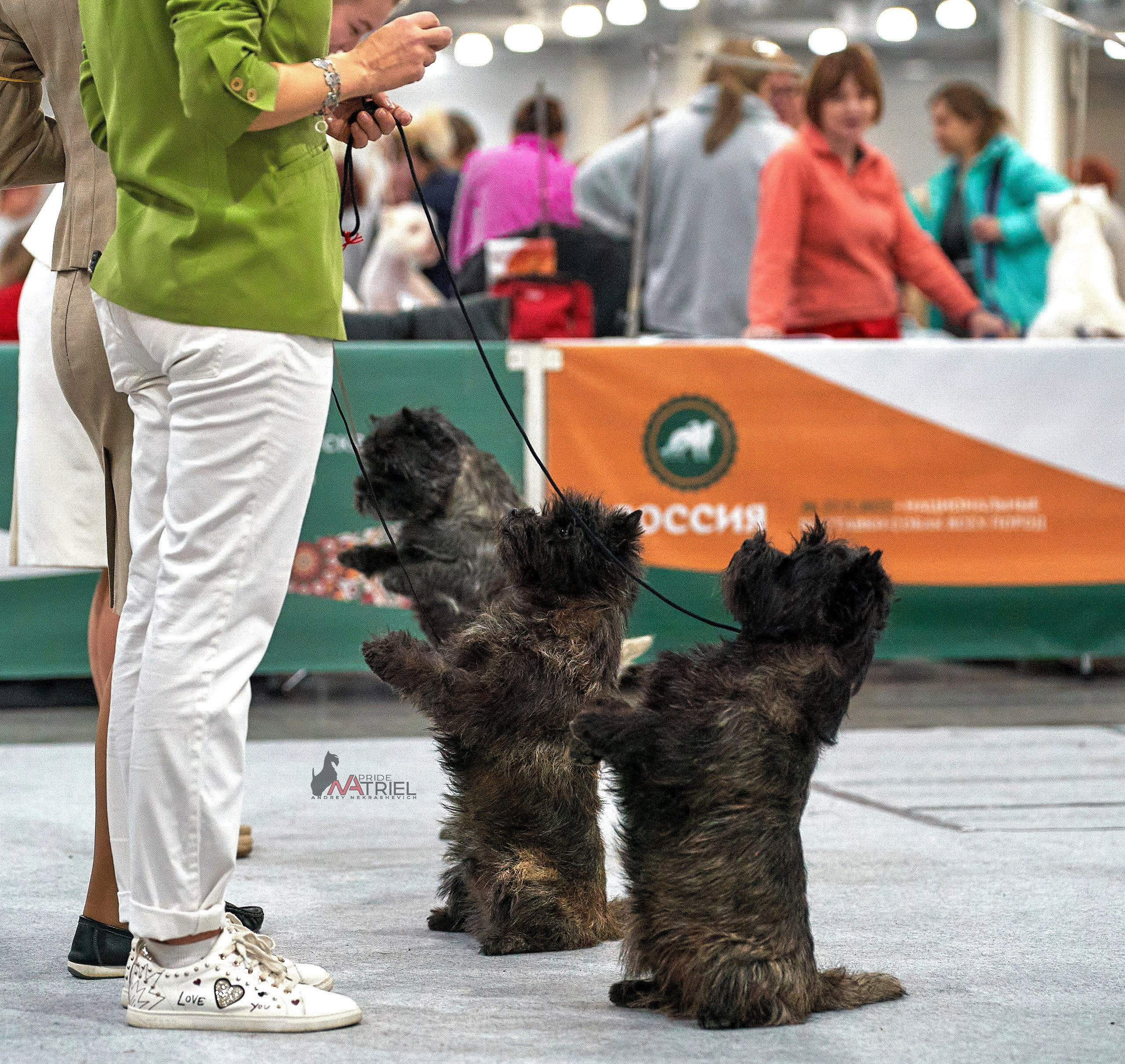 Работа в рингах — галерея NATRIEL