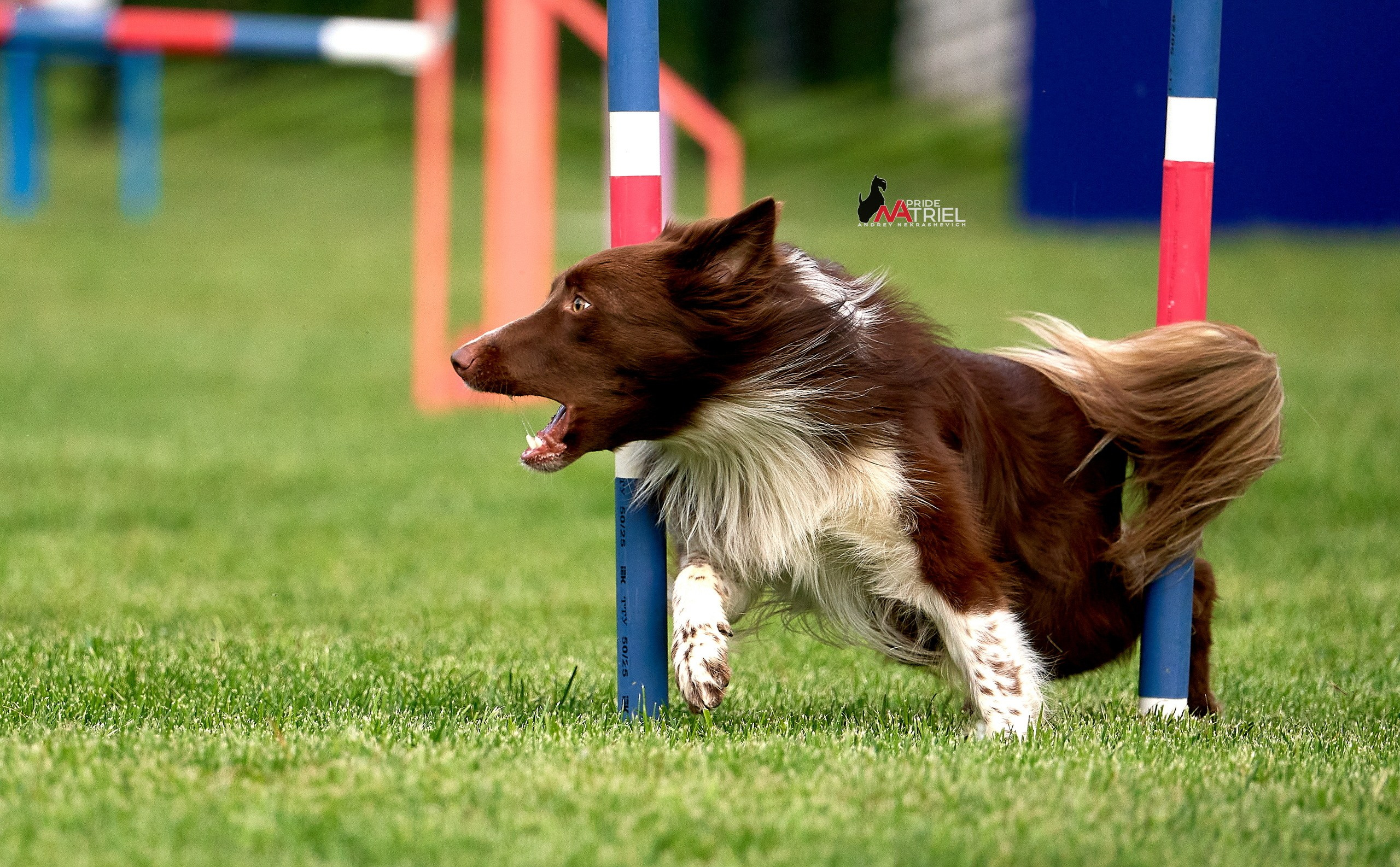 Аджилити — галерея NATRIEL