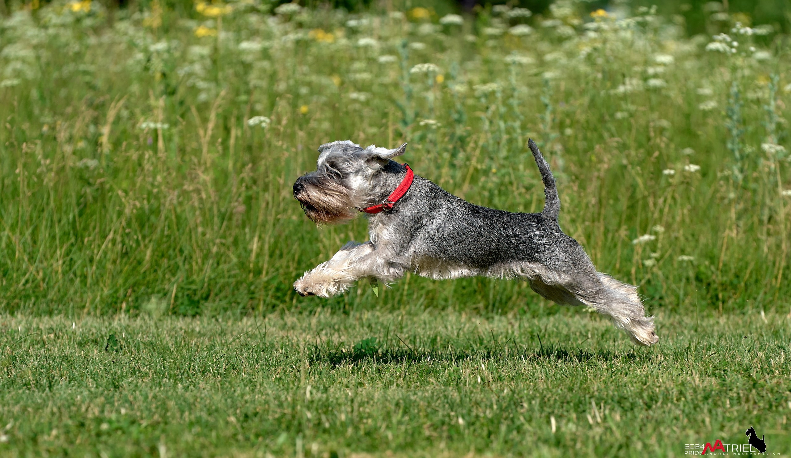 Репортаж из кинологического лагеря