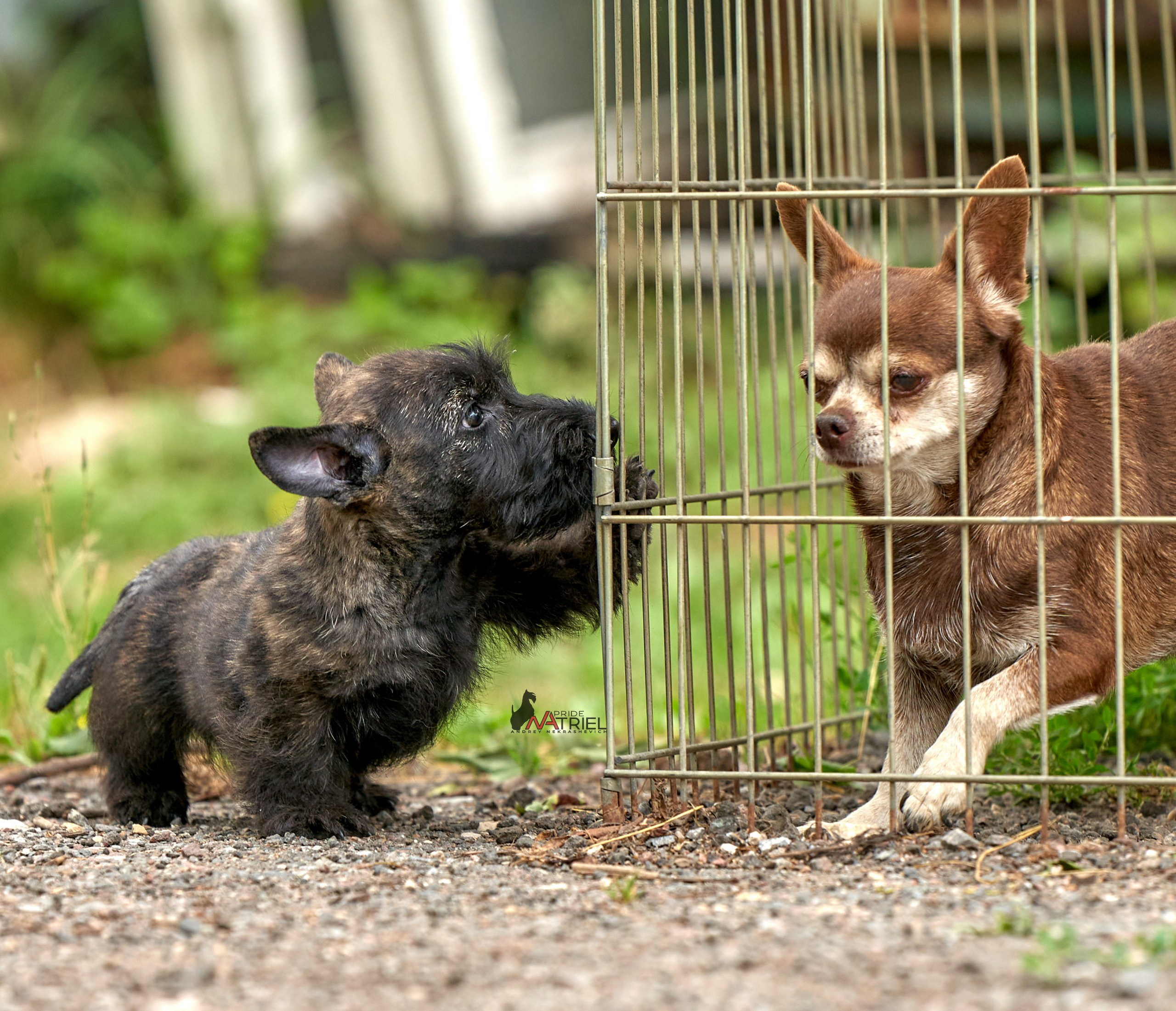 Щенки на прогулке — галерея NATRIEL
