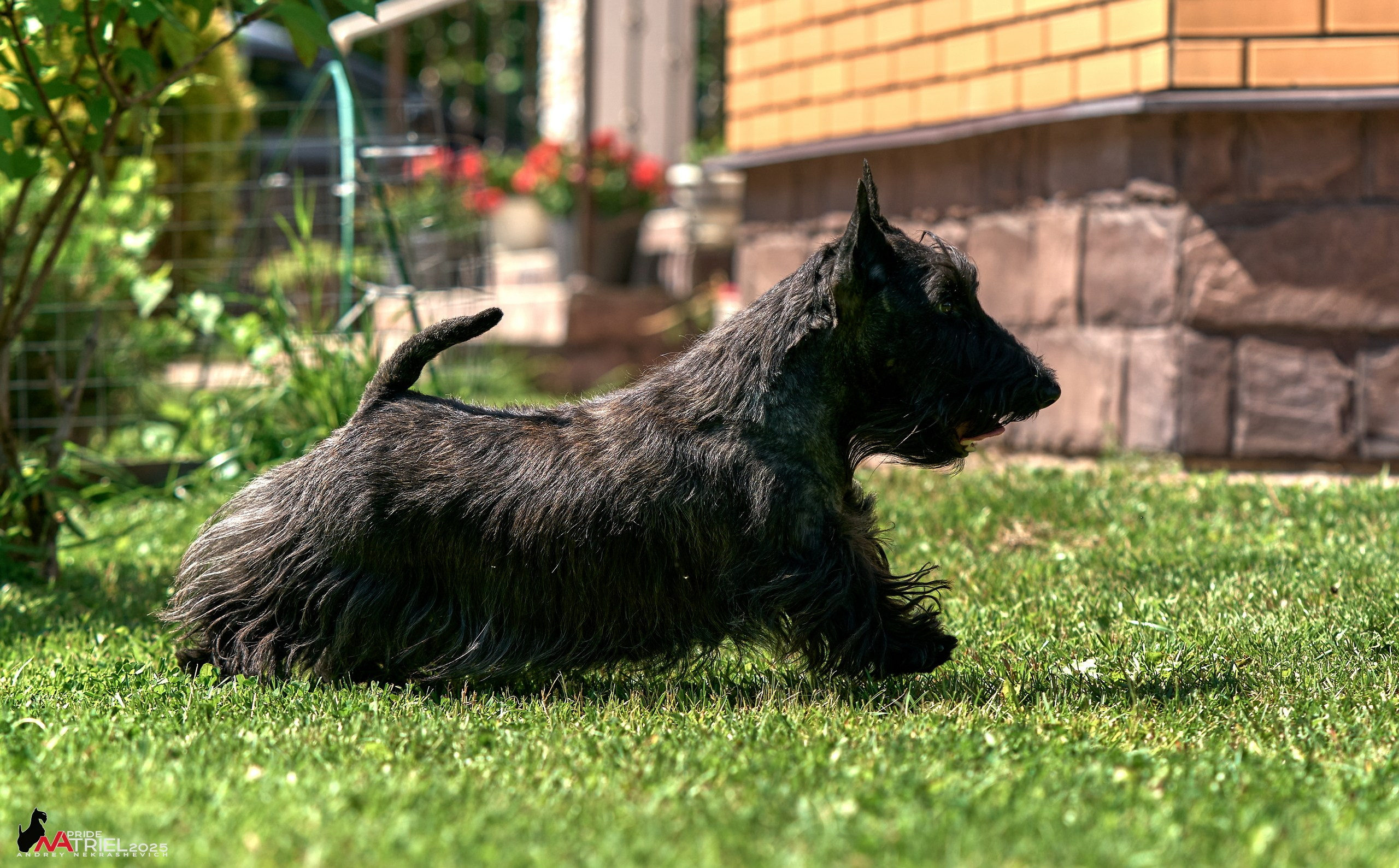 Алабаи и скотч-терьеры в питомнике у Ольги