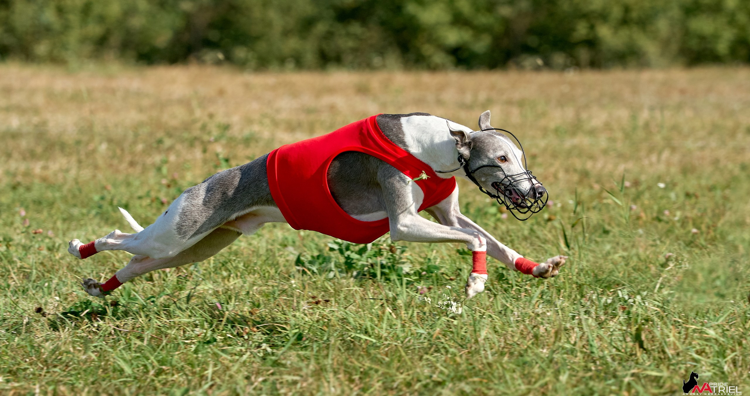 Съемка курсинг — галерея NATRIEL