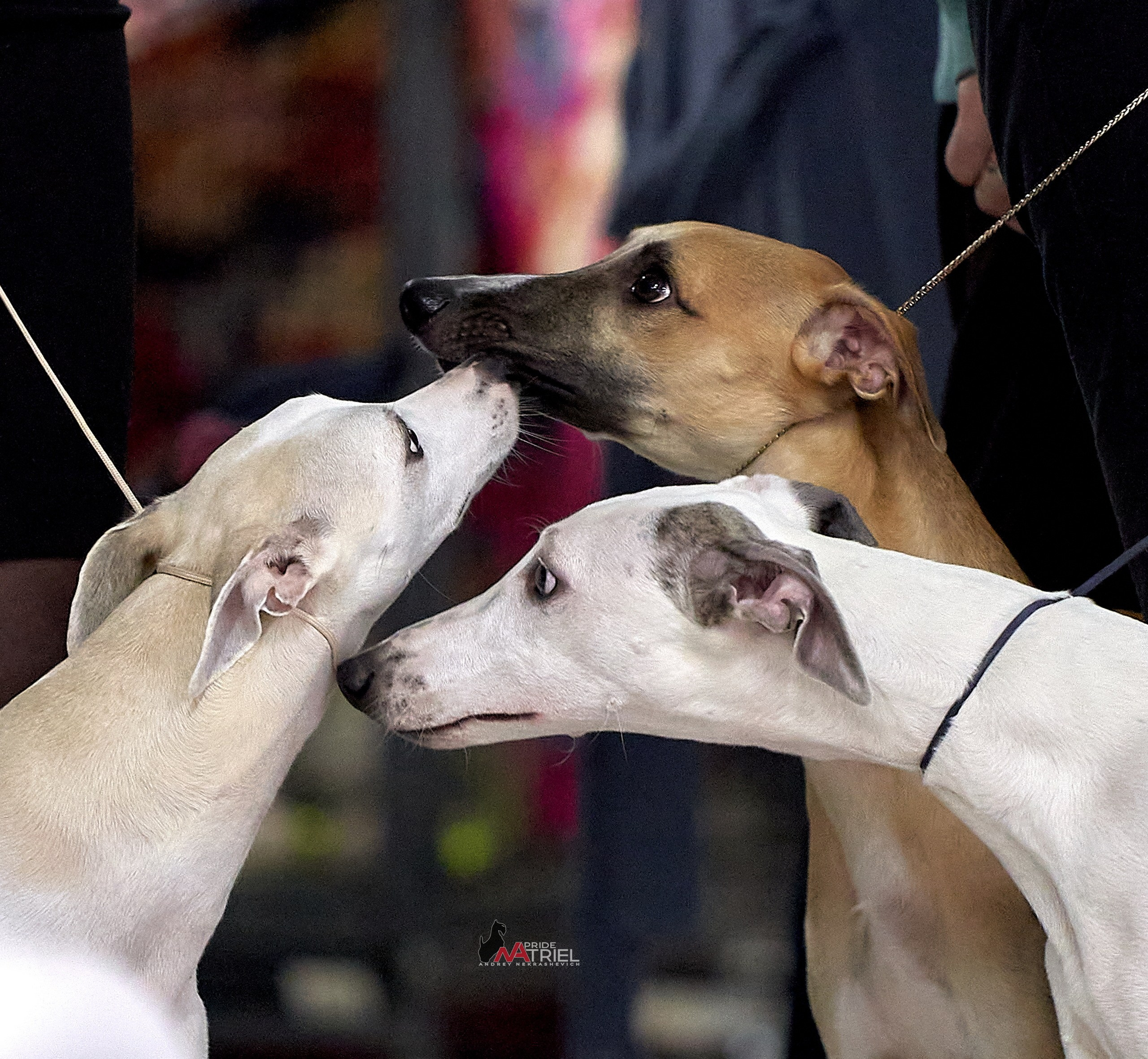 Картинки с выставки — галерея NATRIEL