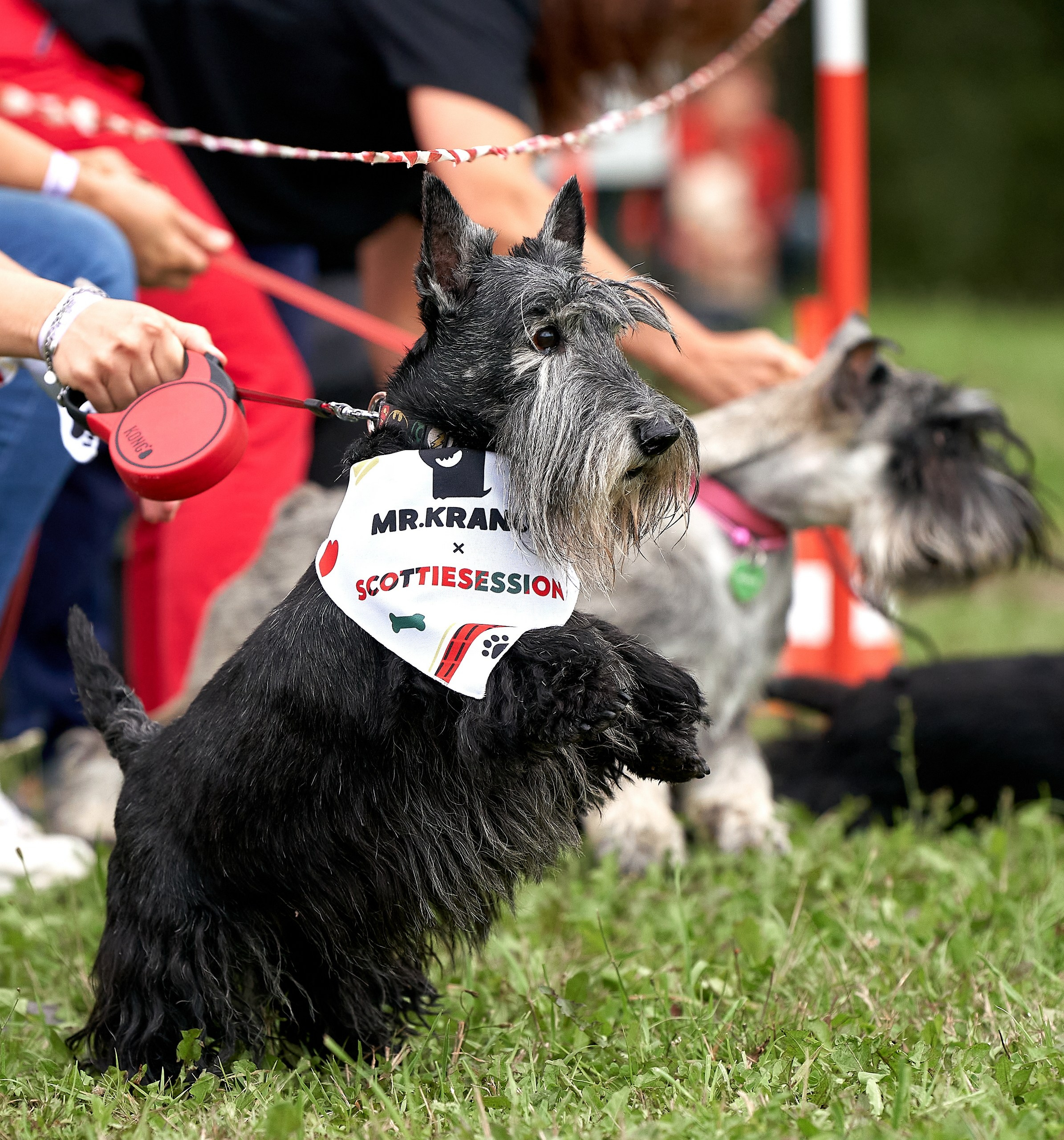 Мероприятия с собаками — галерея NATRIEL