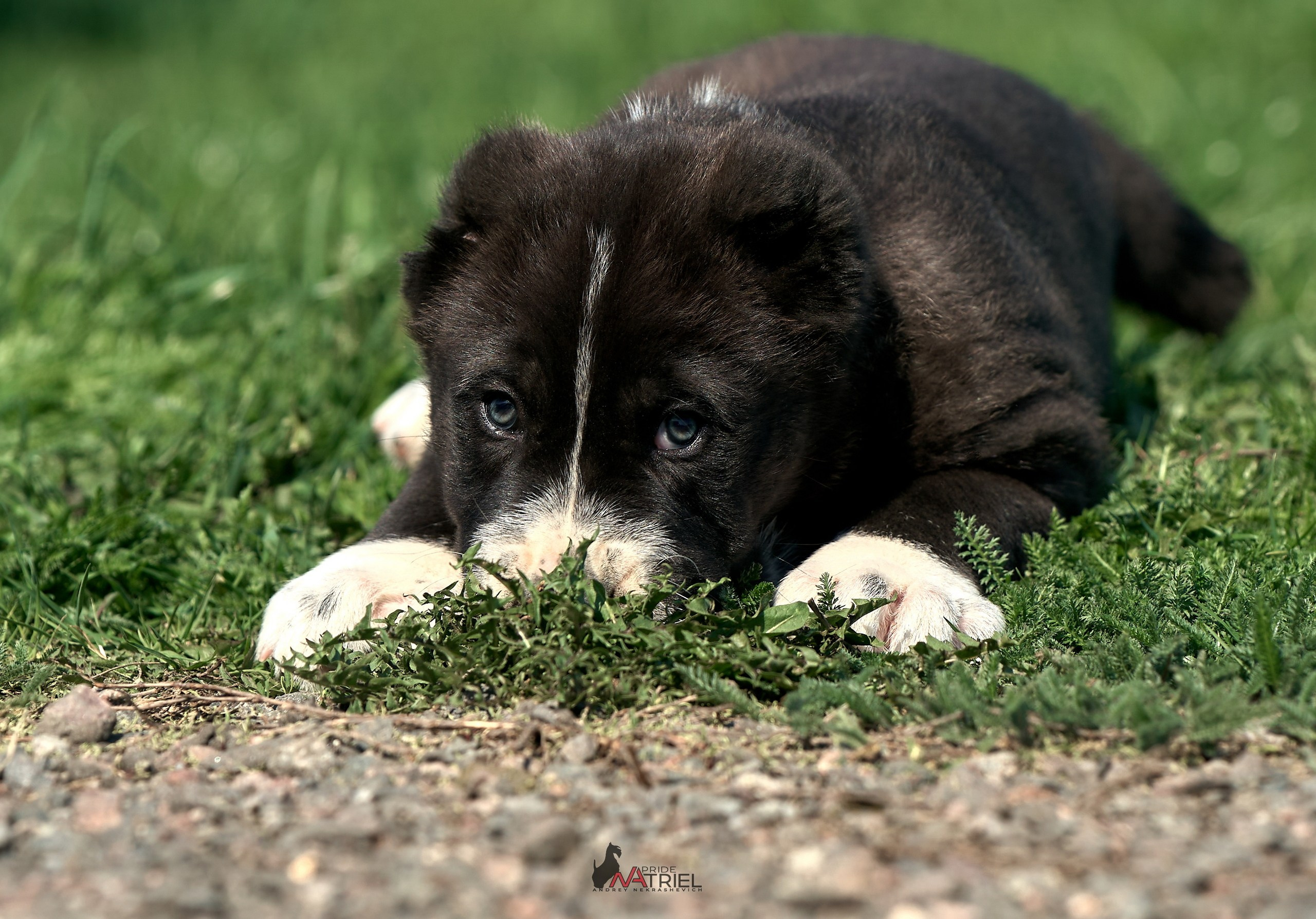 Среднеазиаты — щенки и взрослые