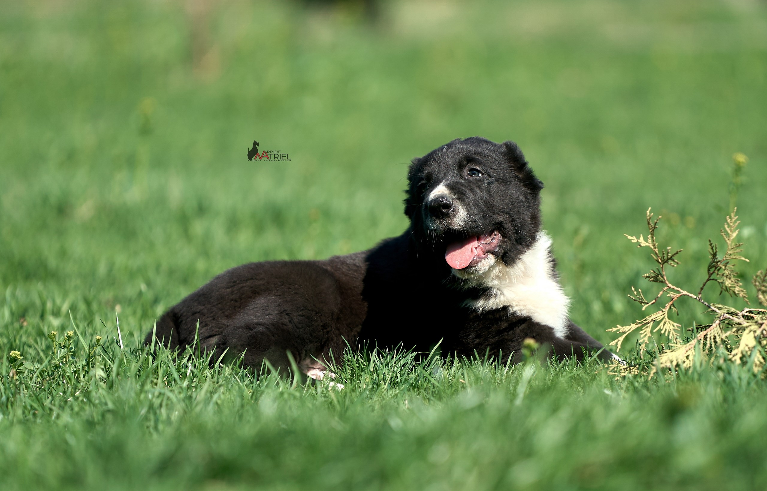 Среднеазиаты — щенки и взрослые