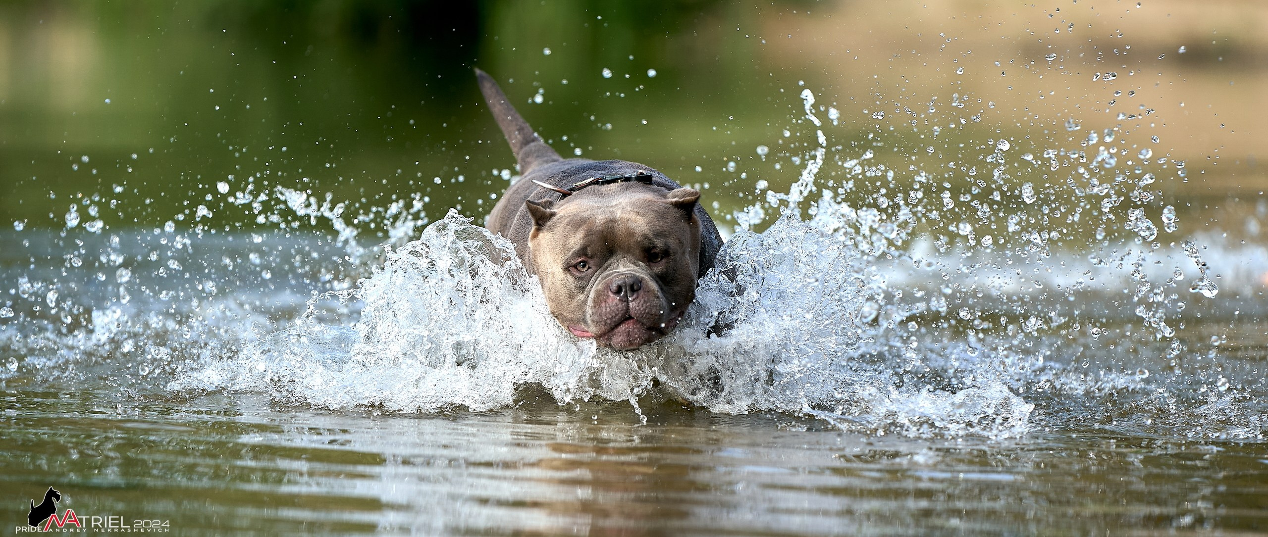 Фотопрогулка с булли