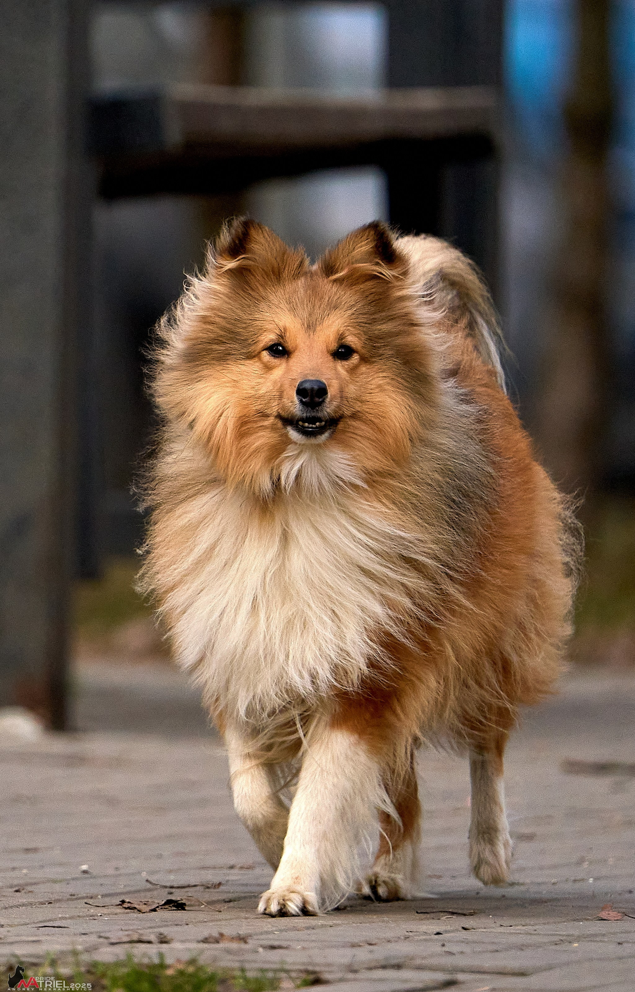 Фотопрогулка "вокруг дома"