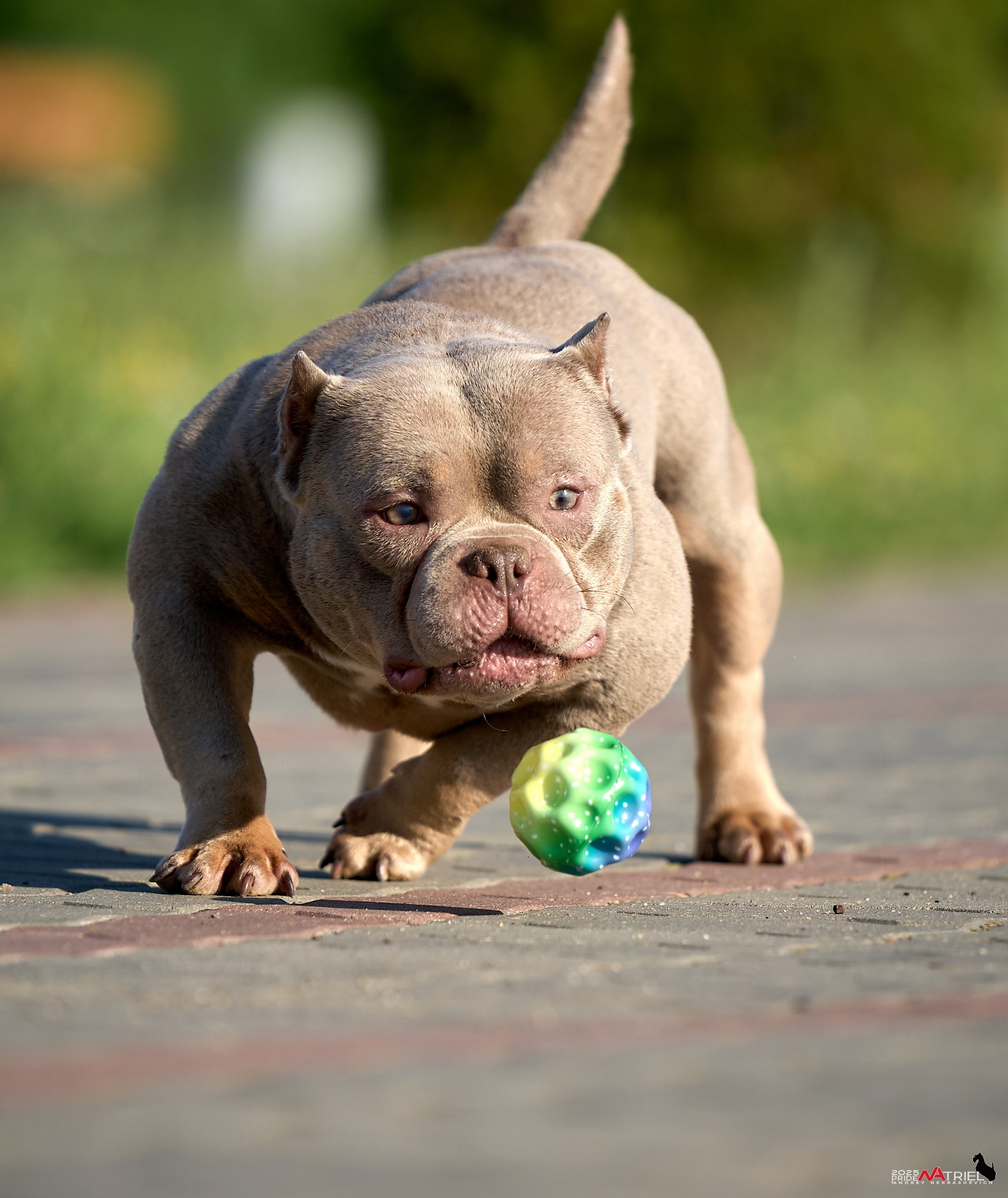Съемка собак породы булли на природе