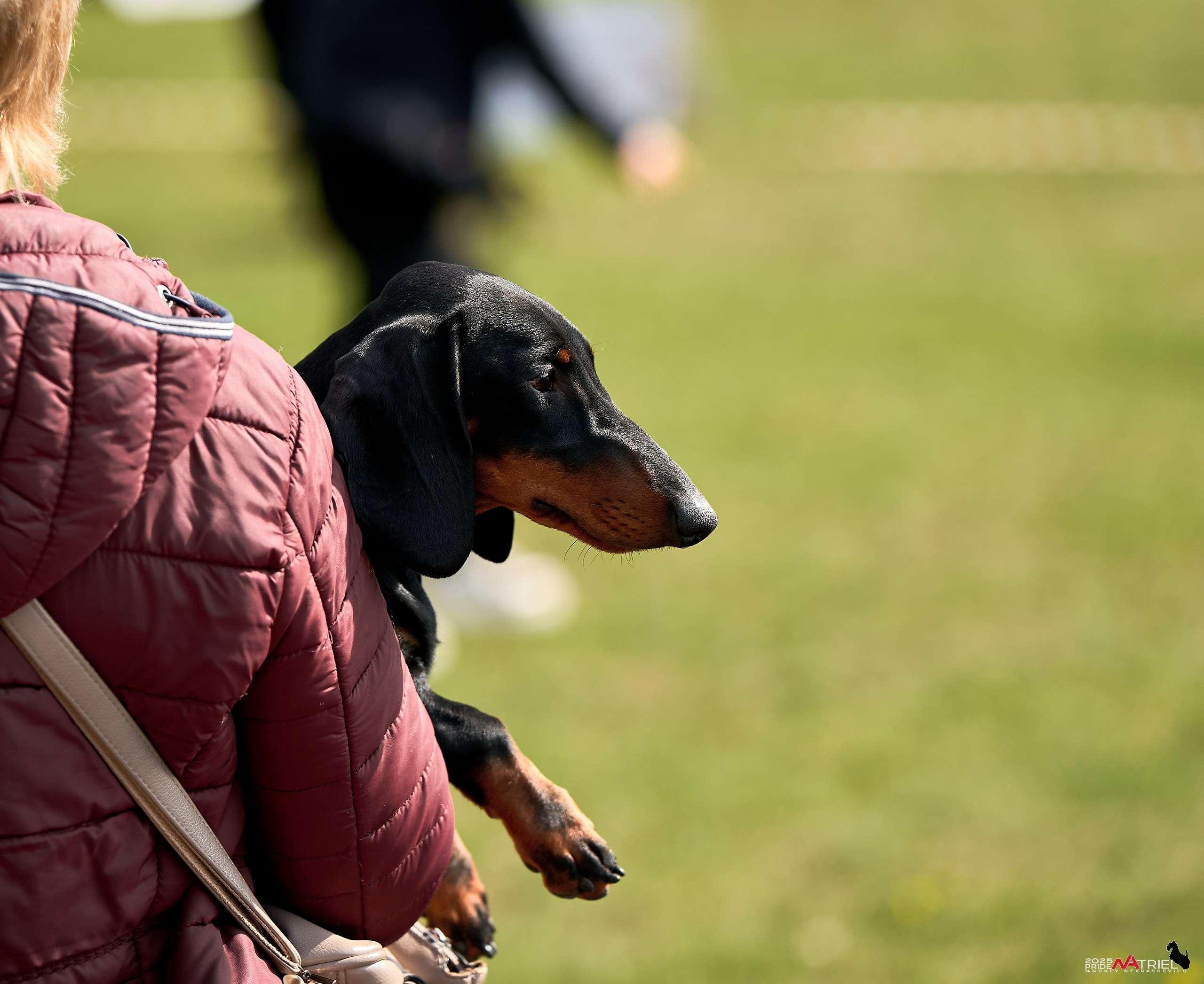 Выставка собак Суздаль-Владимир