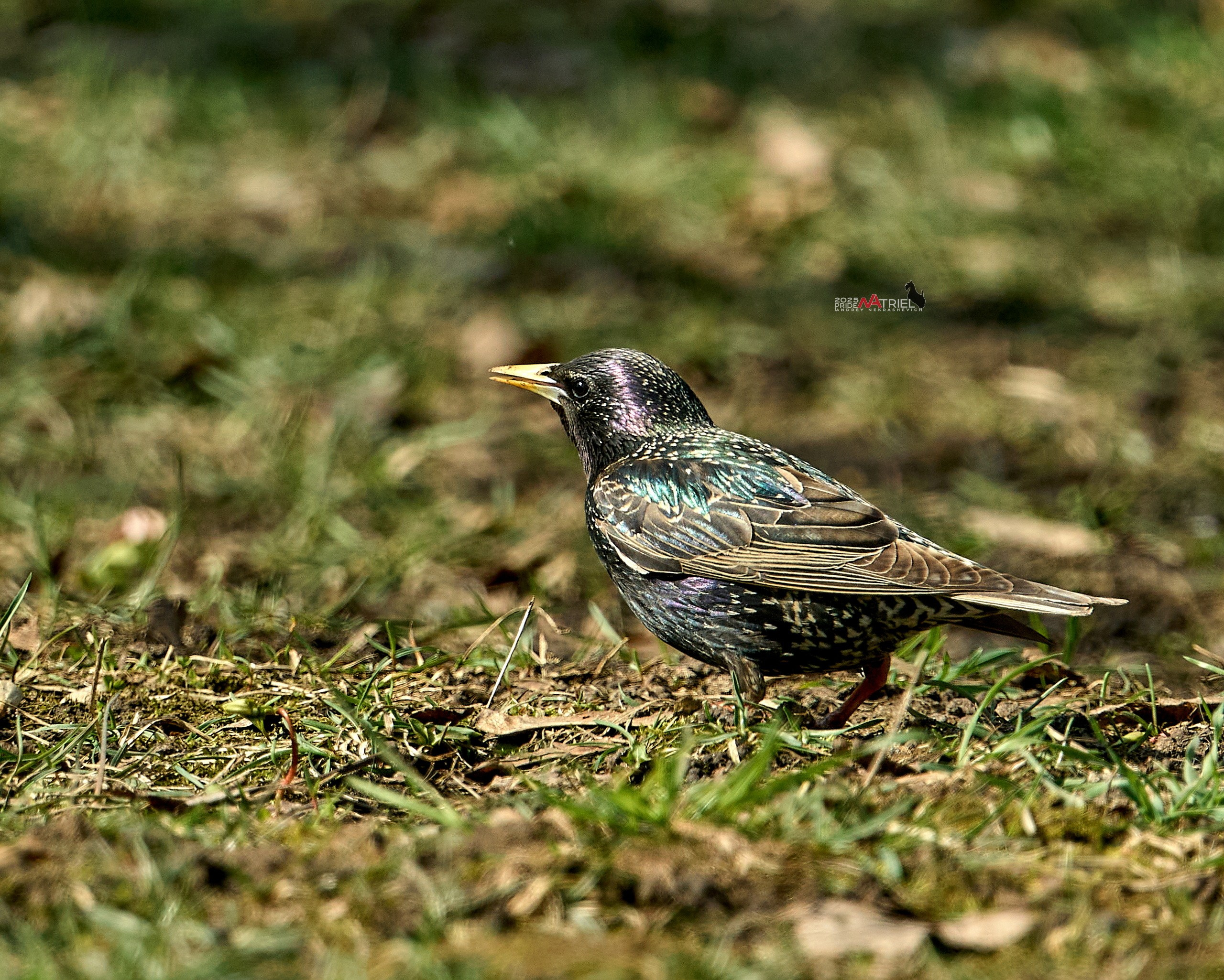 Природа в апреле