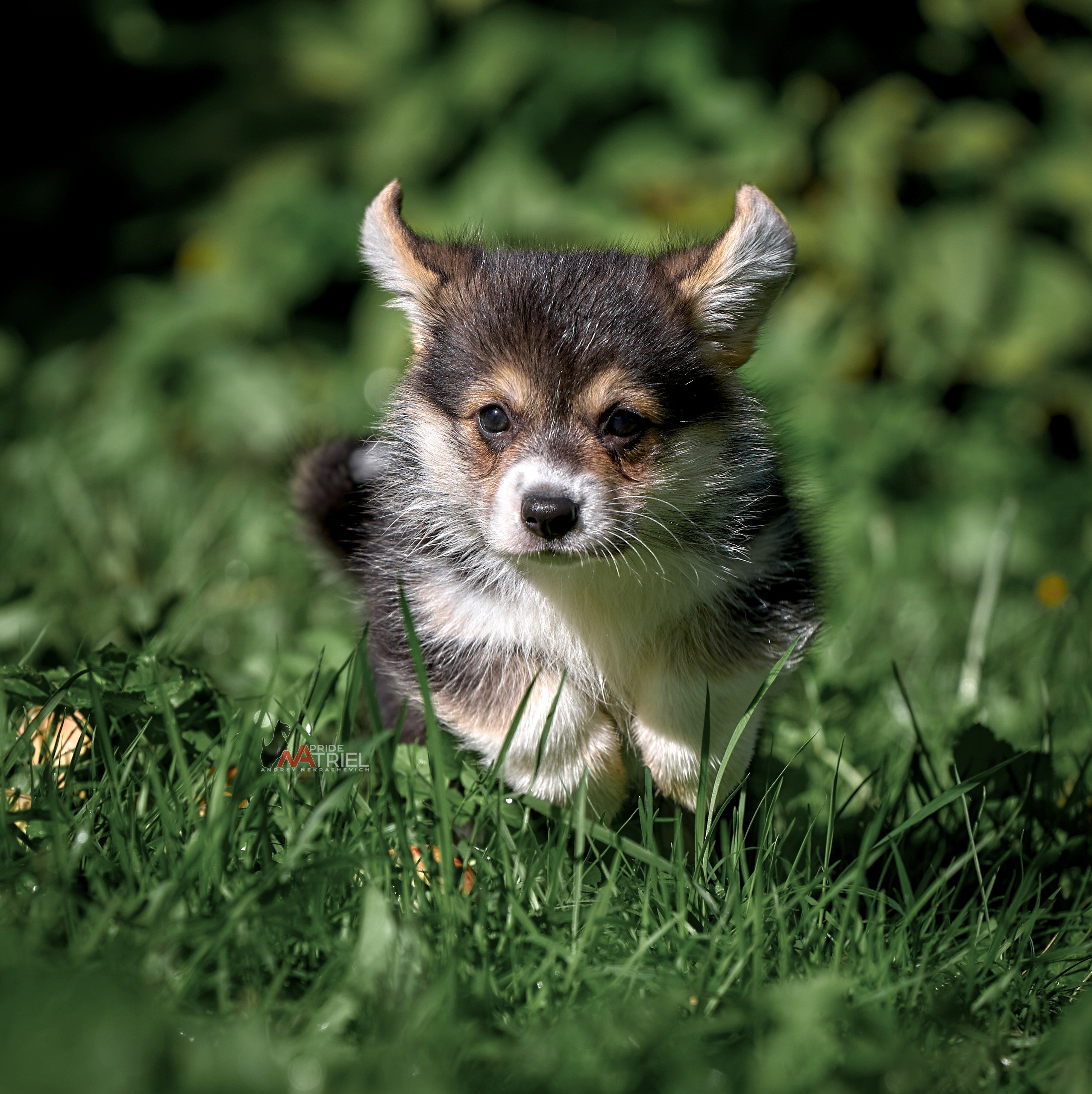 Щенки на прогулке — галерея NATRIEL