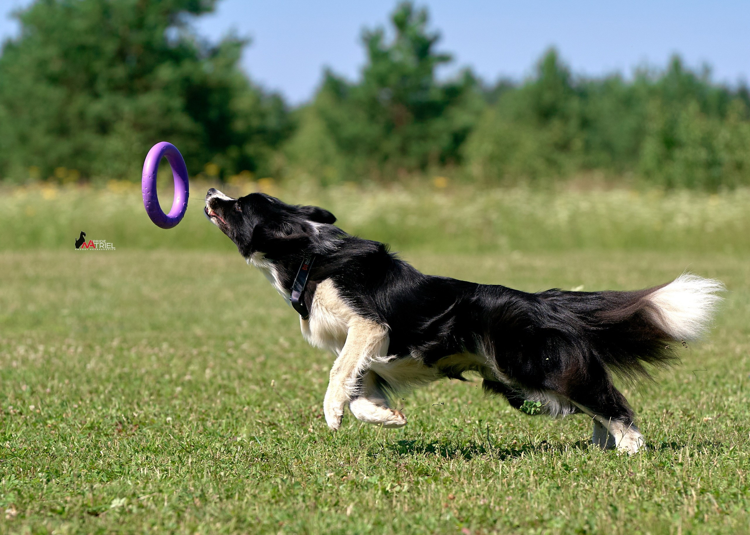 Обидиенс и танцы с собаками — галерея NATRIEL