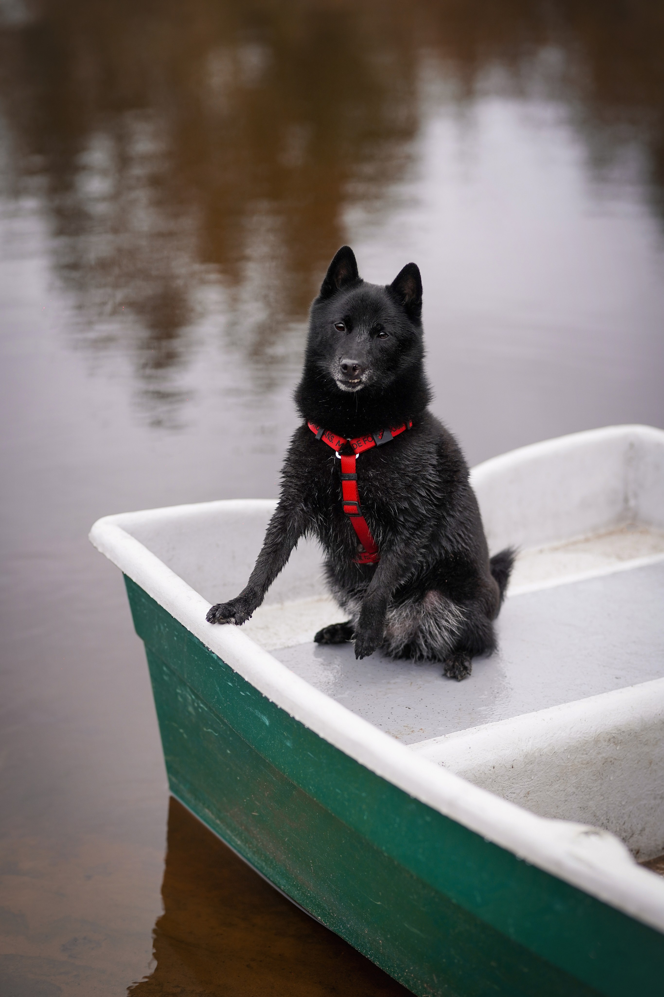 Аня Мишель Арчи и Майкл. Фотограф-анималист в Санкт-Петербурге Яна Мартынова
