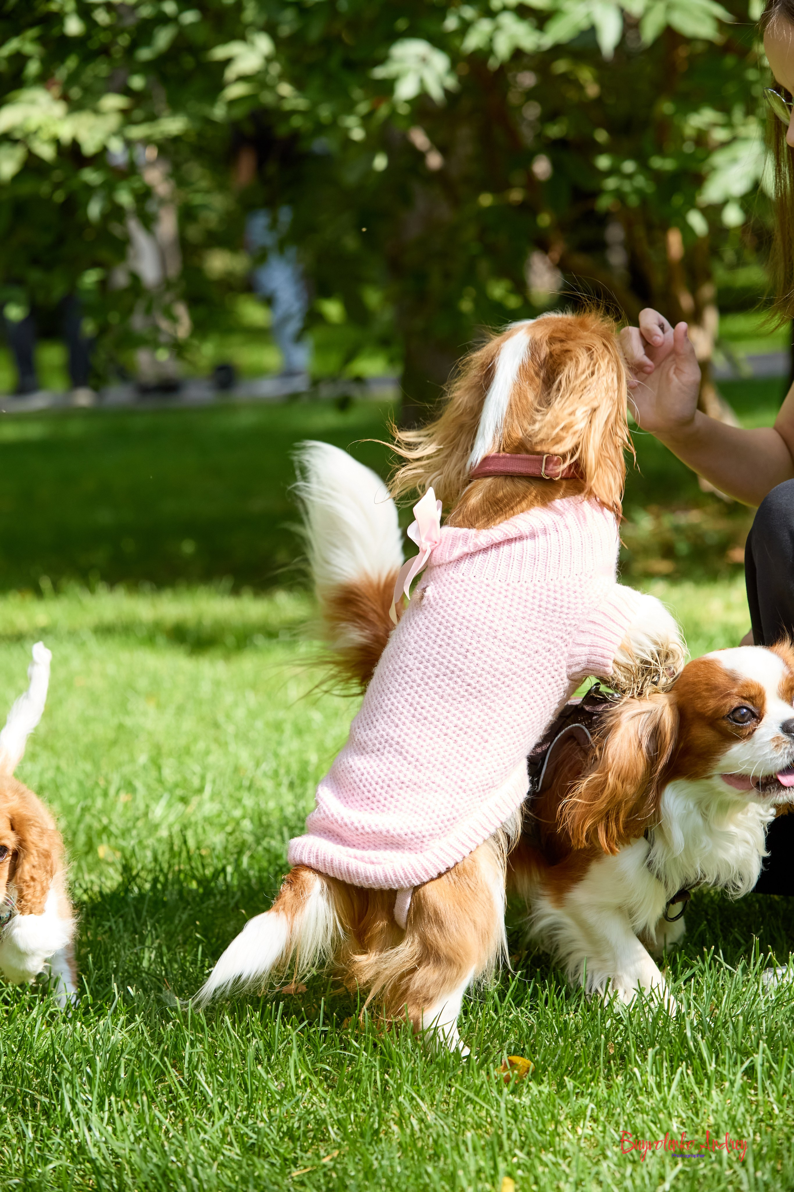 Фотопрогулка с кавалерами. Buyvolenko Andrey