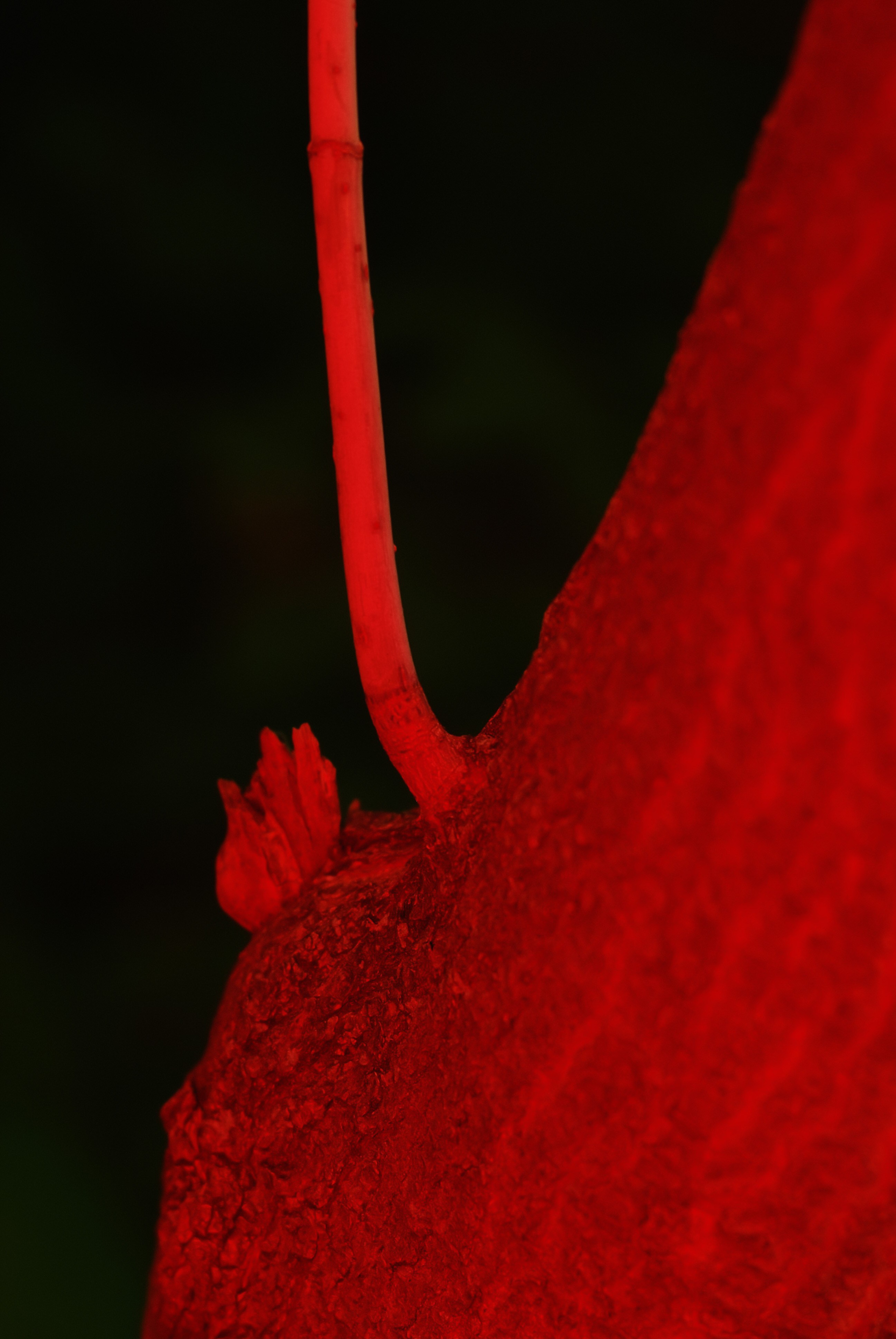 Концептуальная фотография. Фотограф Константин Ясинский