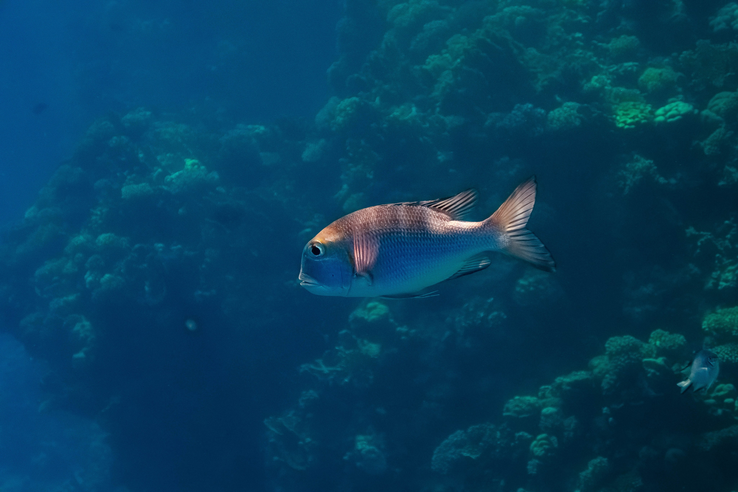 Fish. Фотограф Светлана Голицына