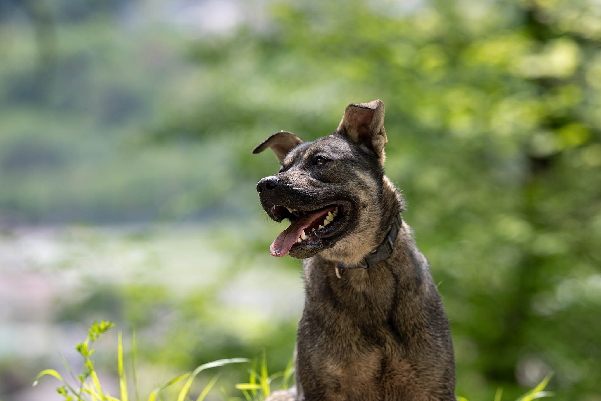 Кай и Герда. Ирина Голомб|Фотограф-анималист в  Сочи и Калининграде